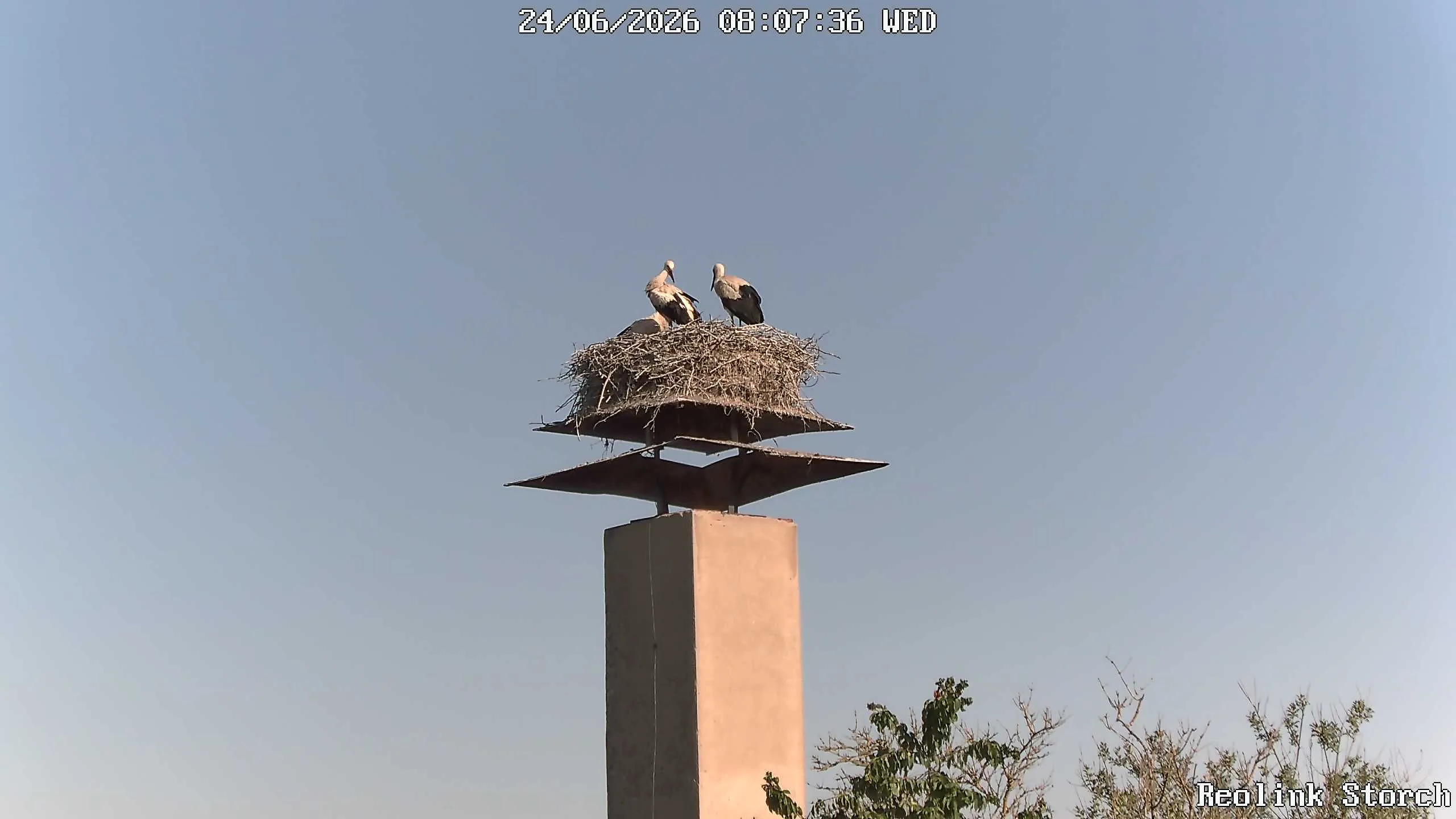 Storchencam Bild