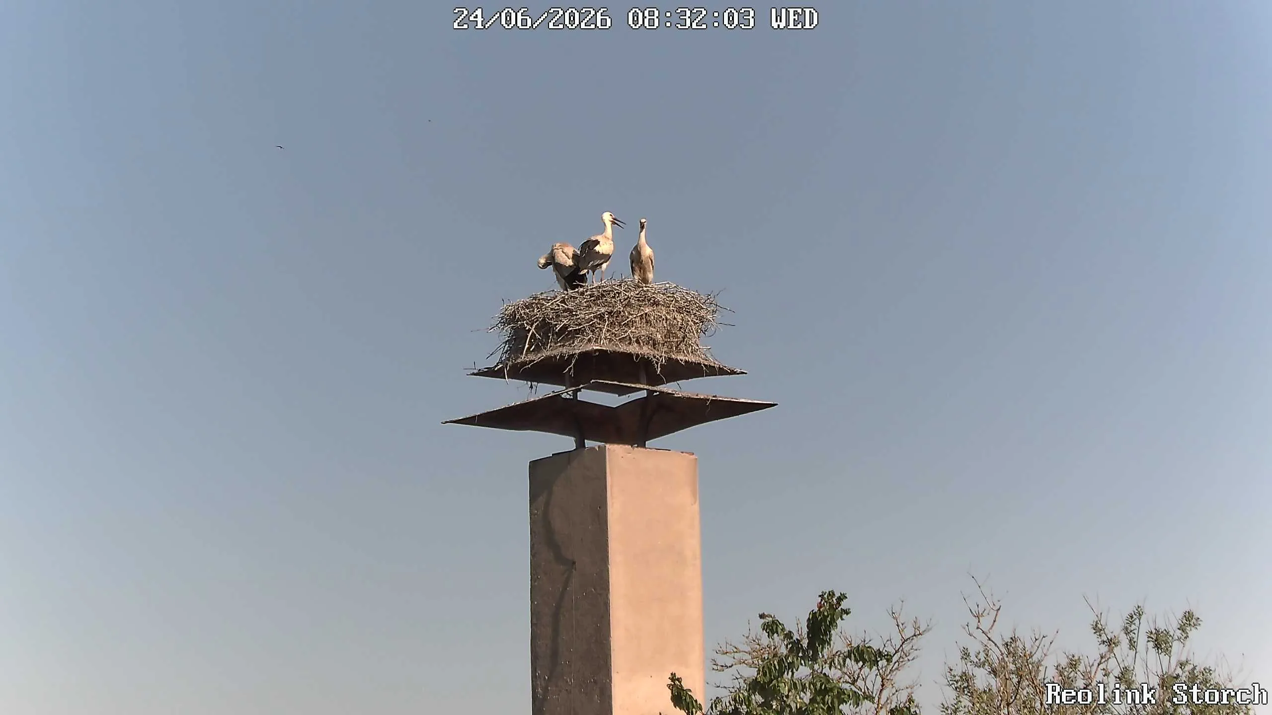 Storchencam Bild