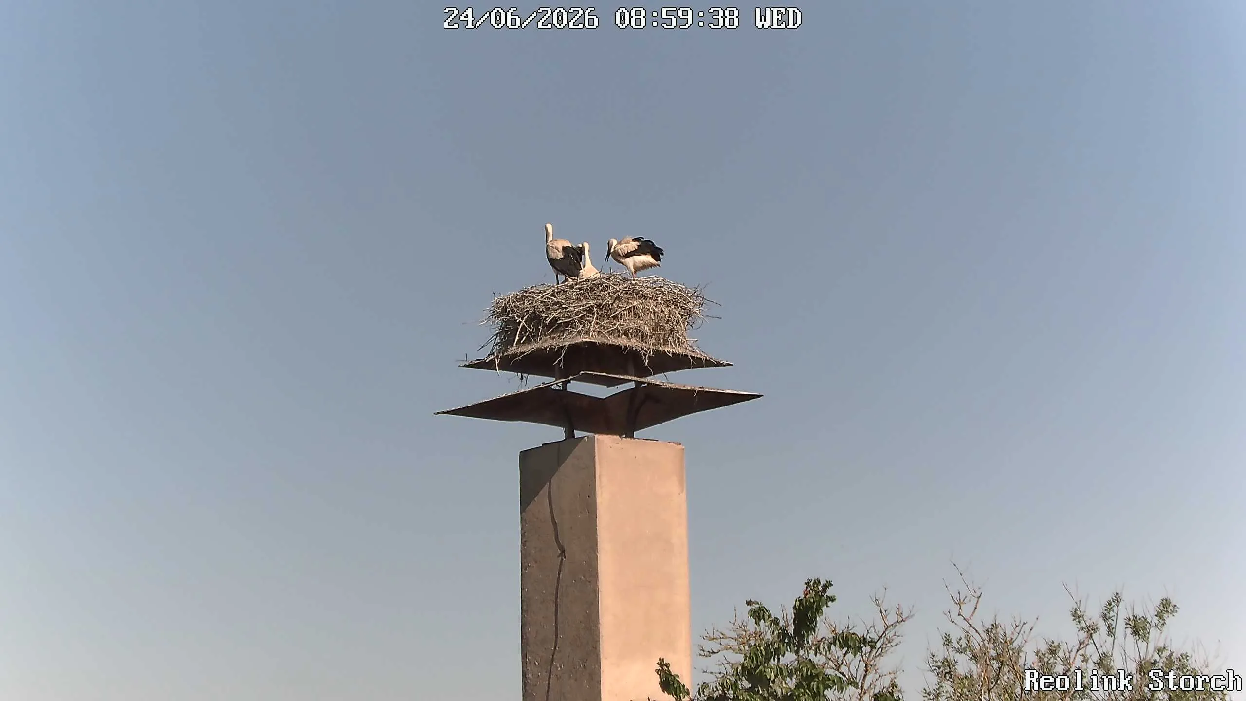 Storchencam Bild