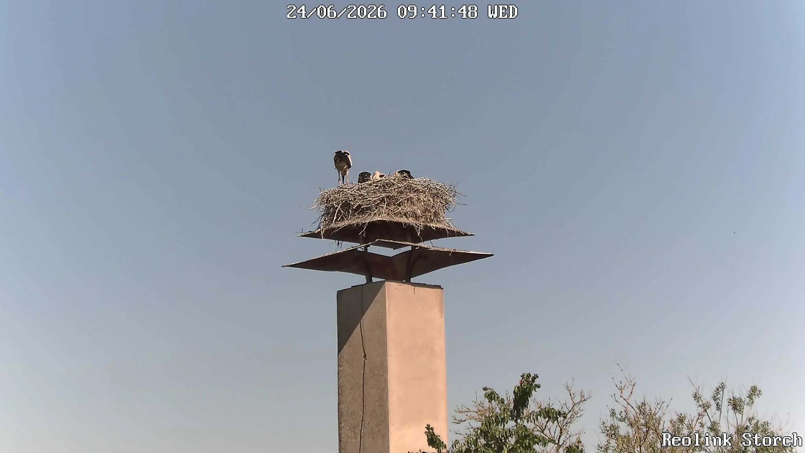 Storchencam Bild
