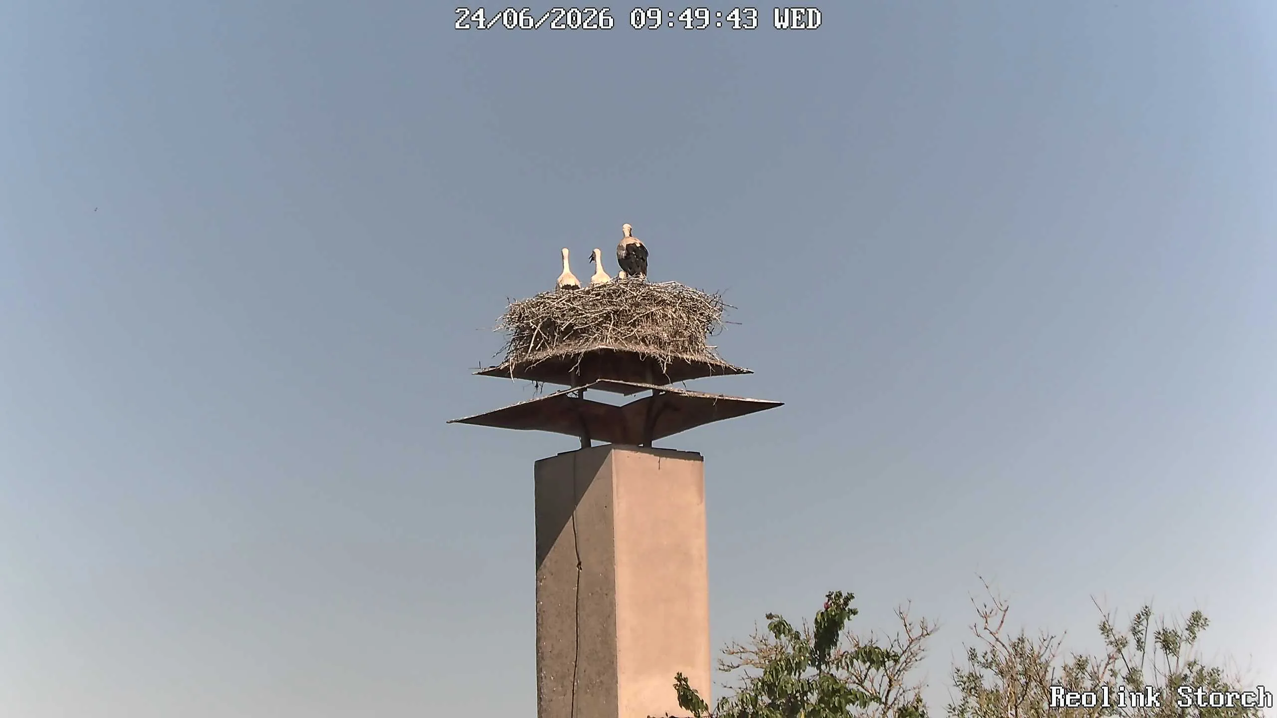 Storchencam Bild