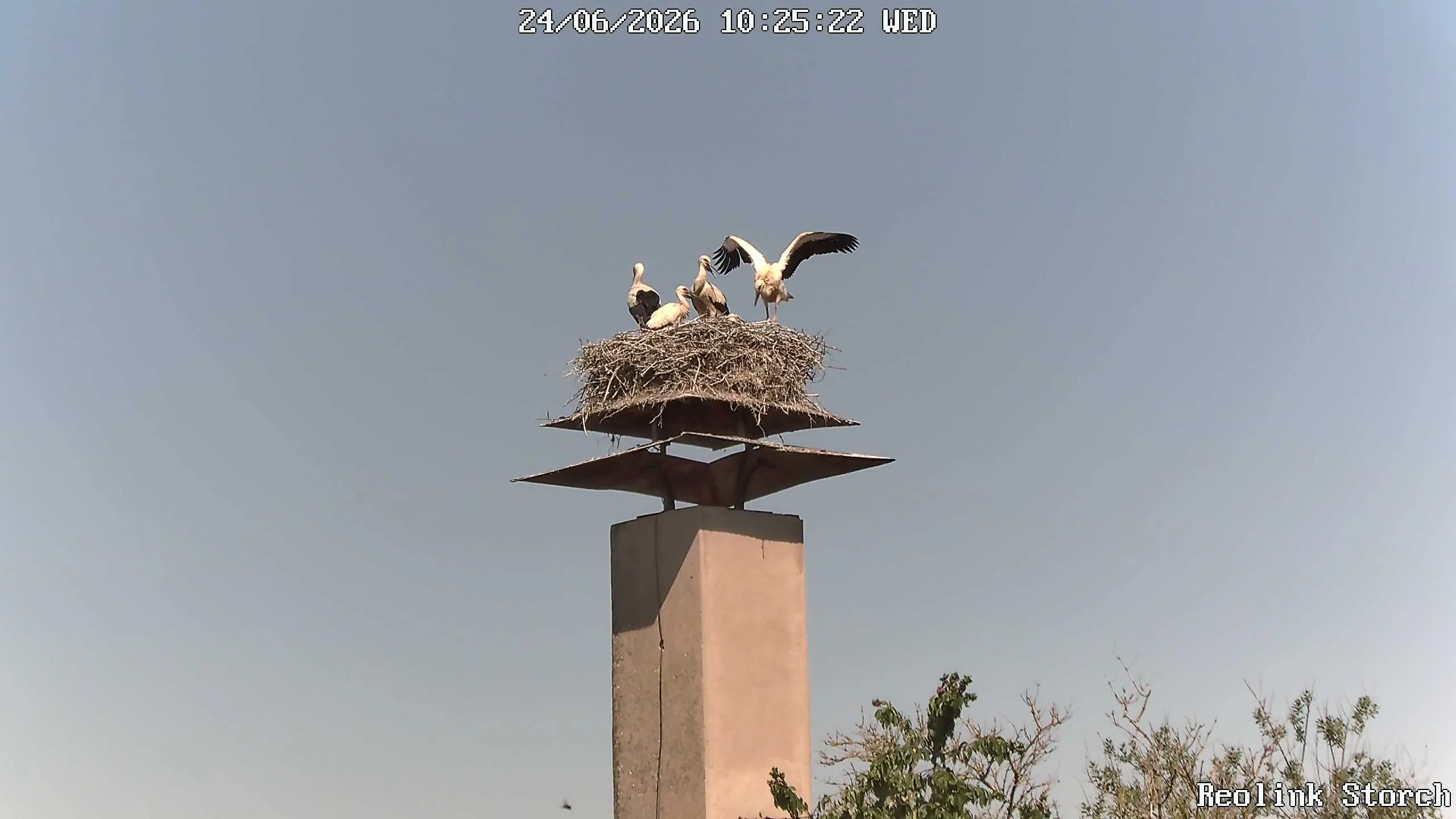 Storchencam Bild