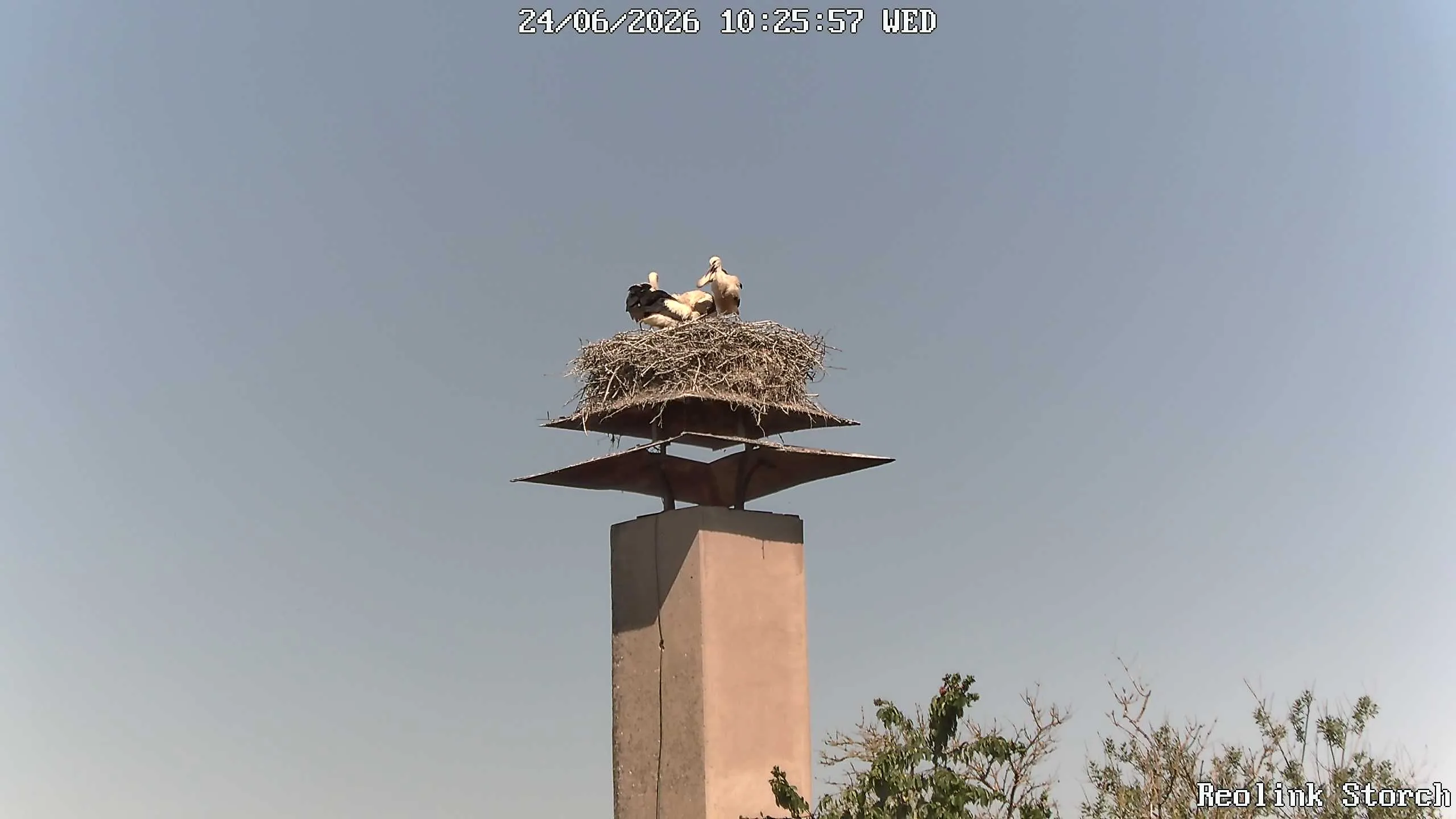 Storchencam Bild
