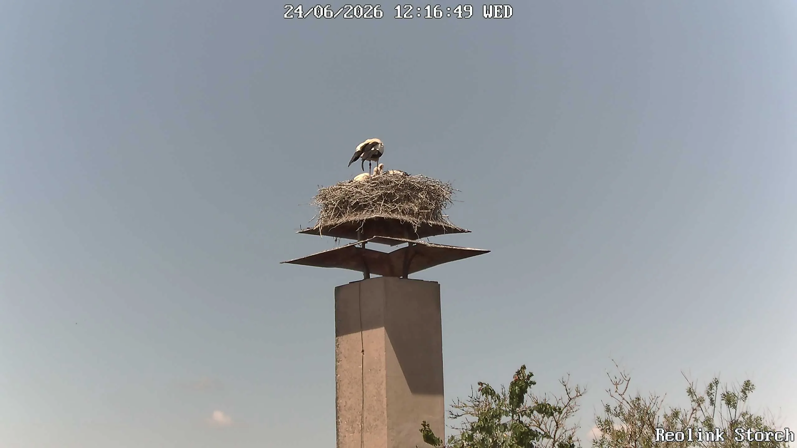 Storchencam Bild