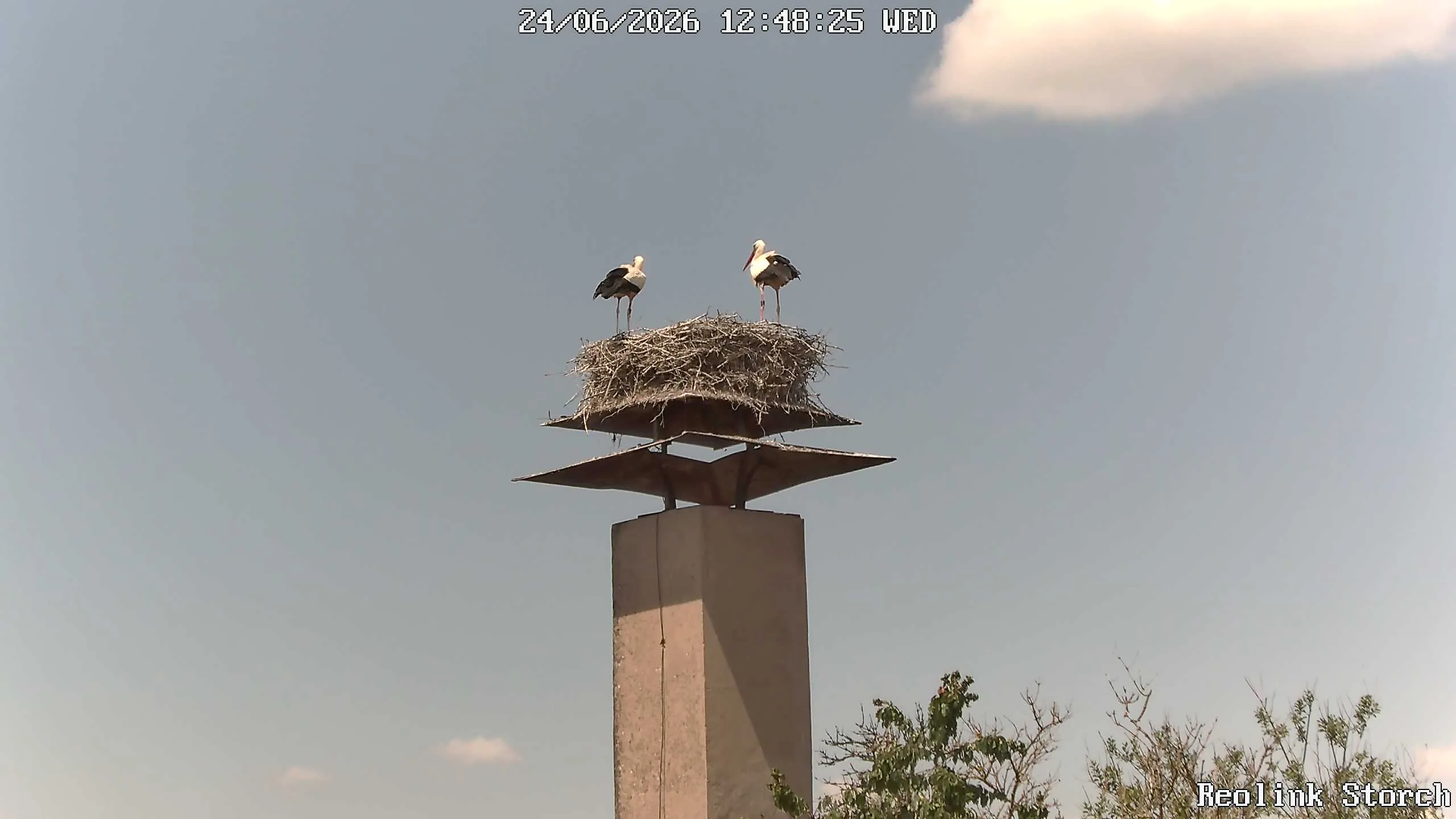 Storchencam Bild