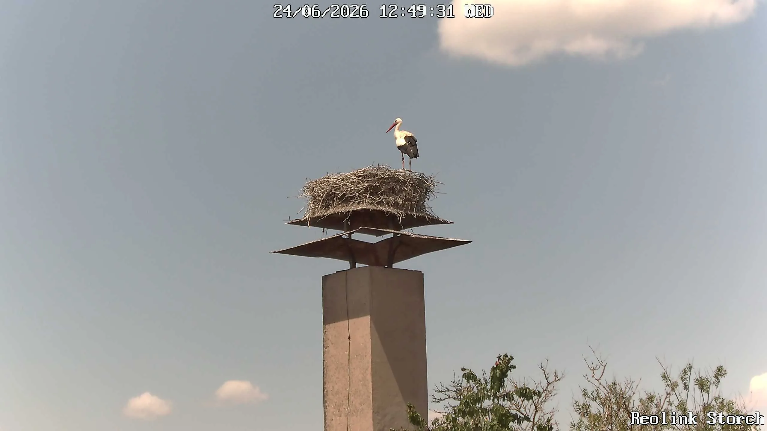 Storchencam Bild