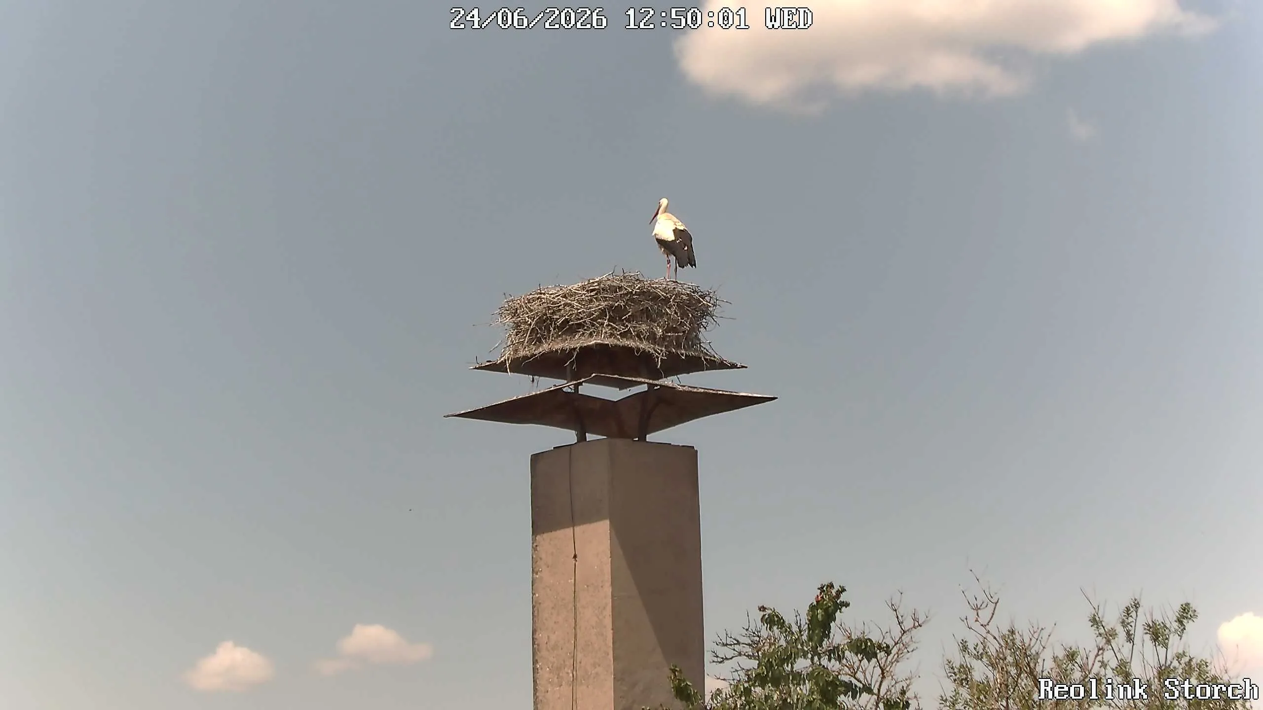 Storchencam Bild