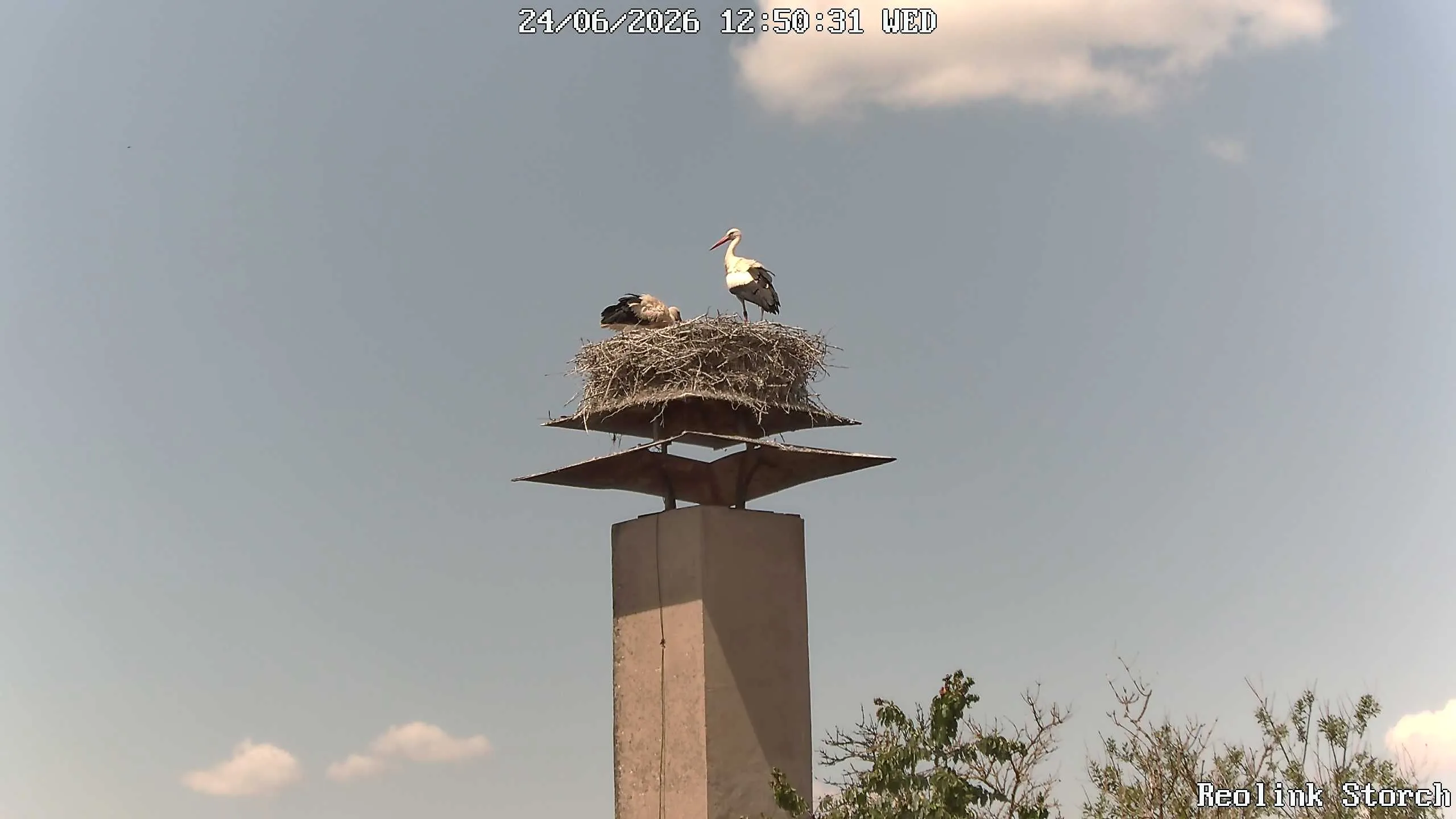 Storchencam Bild