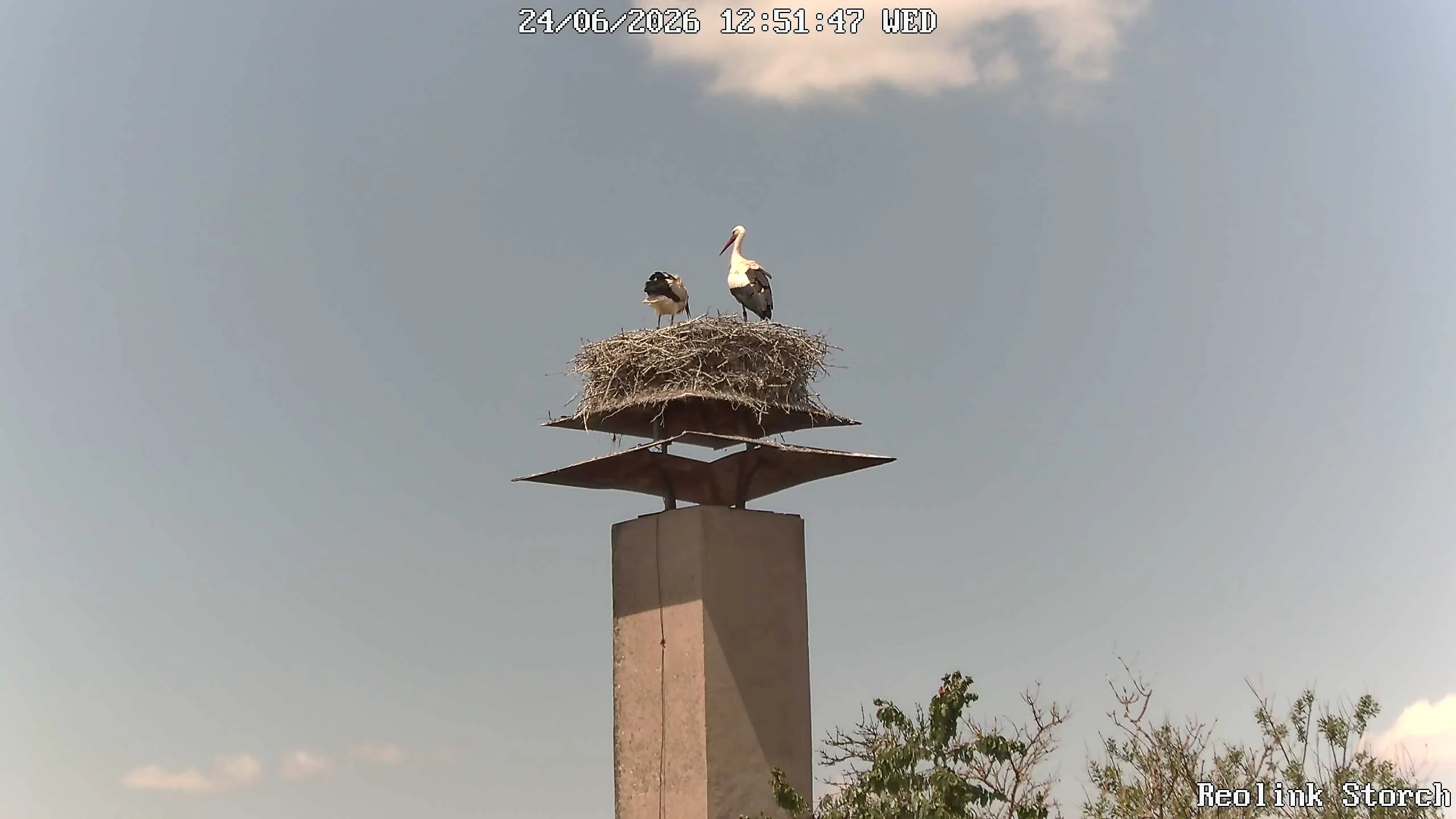 Storchencam Bild