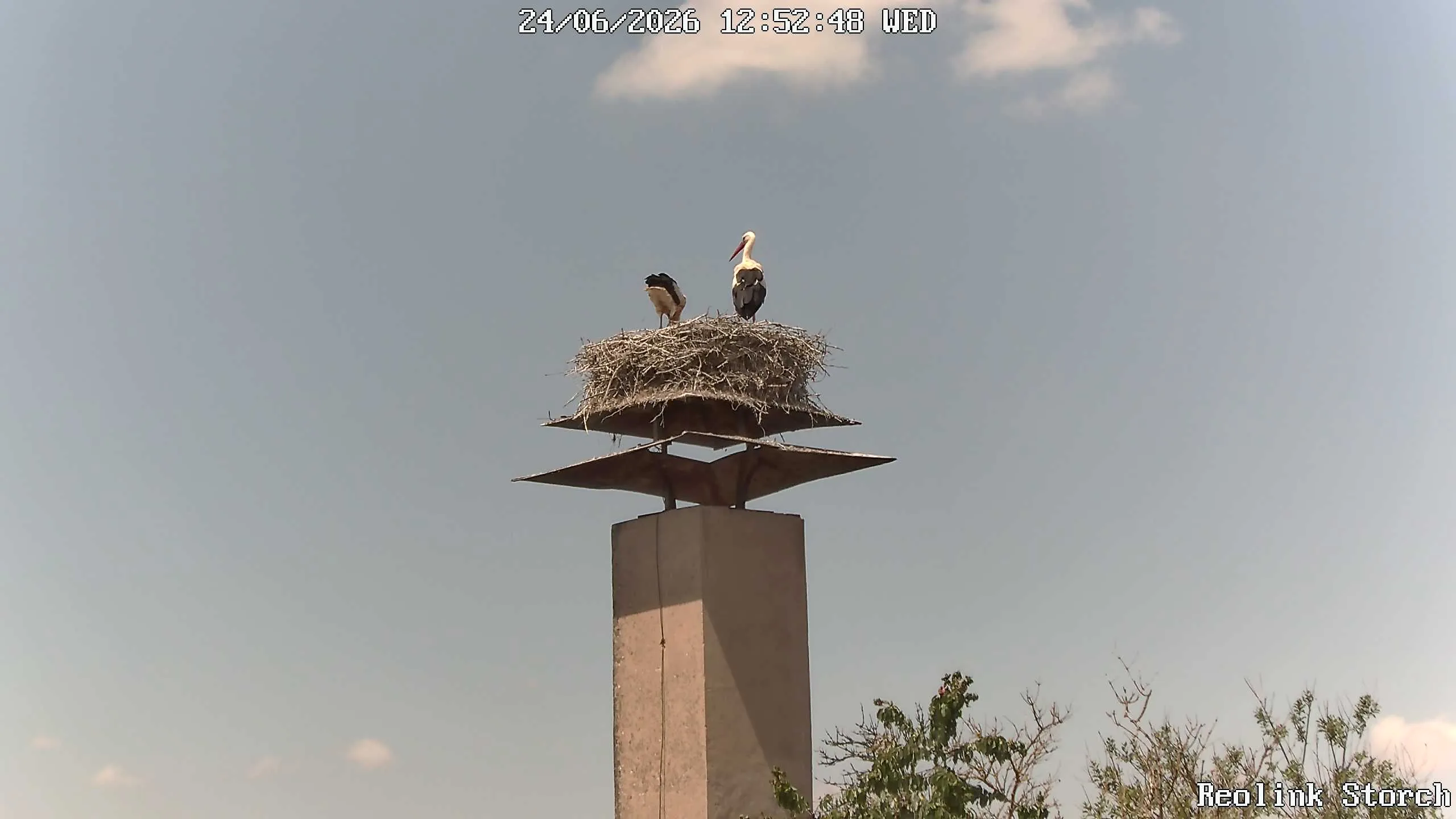 Storchencam Bild