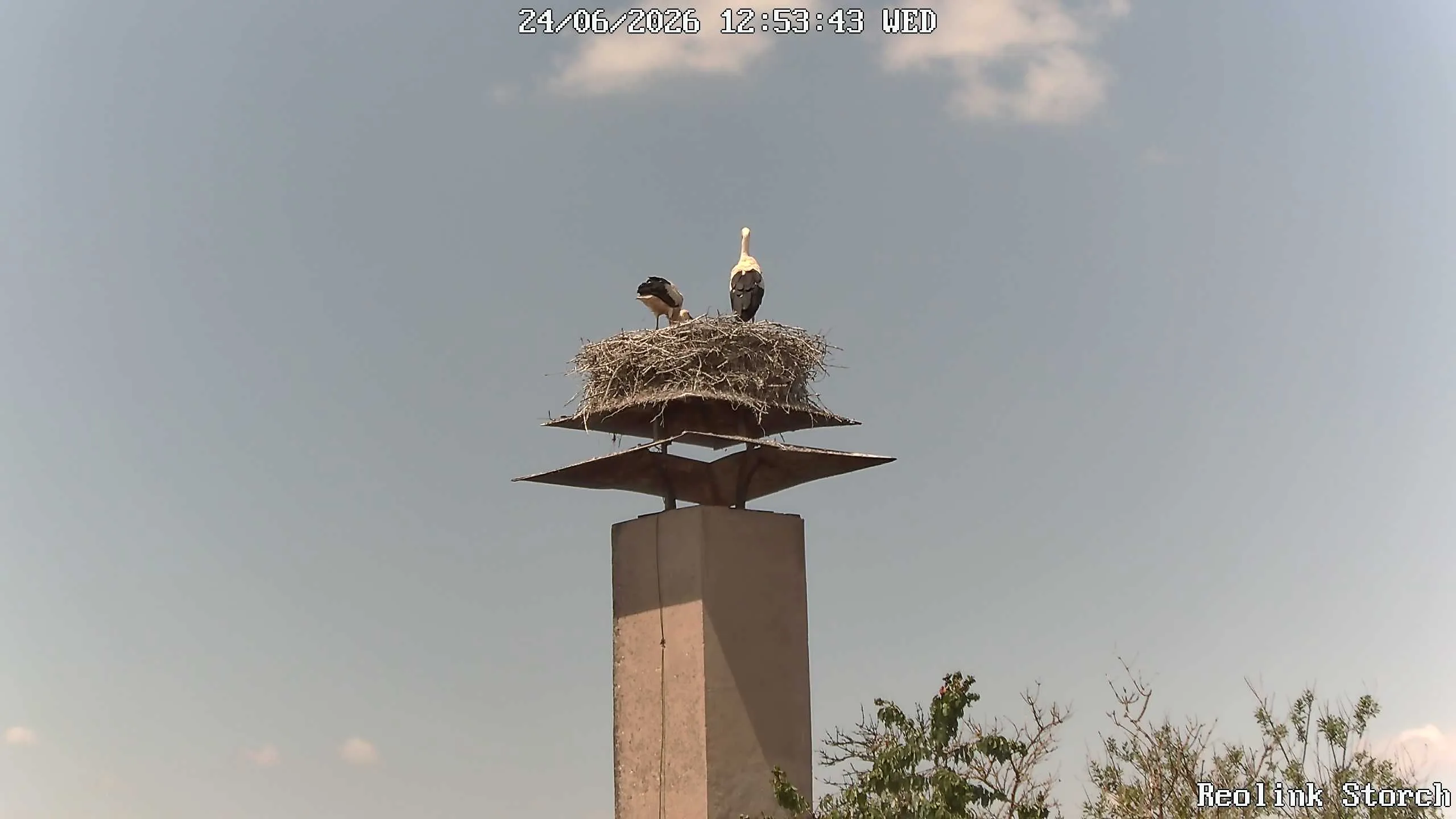 Storchencam Bild