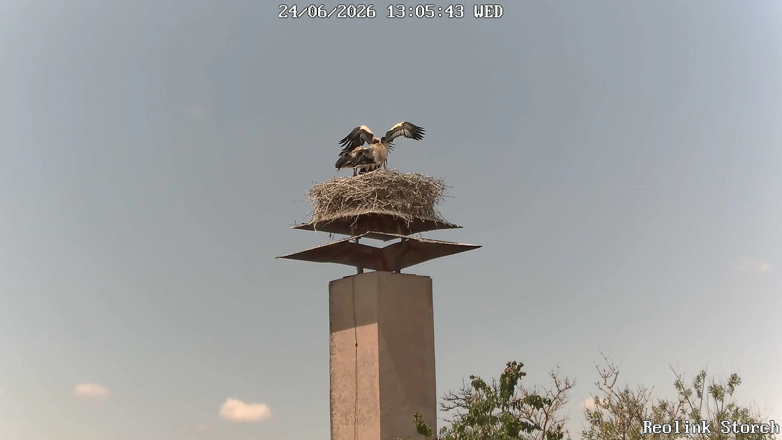 Storchencam Bild