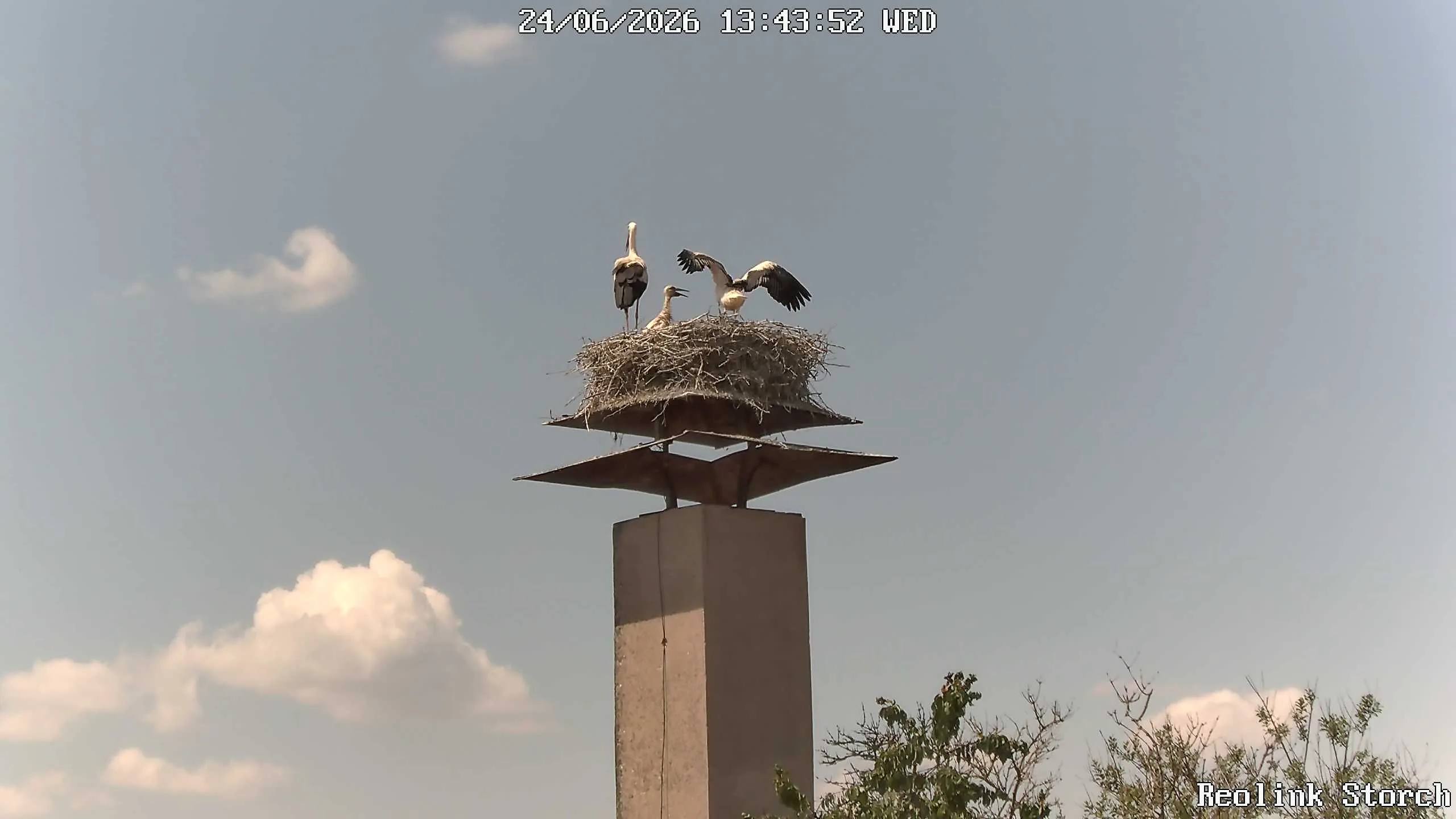 Storchencam Bild
