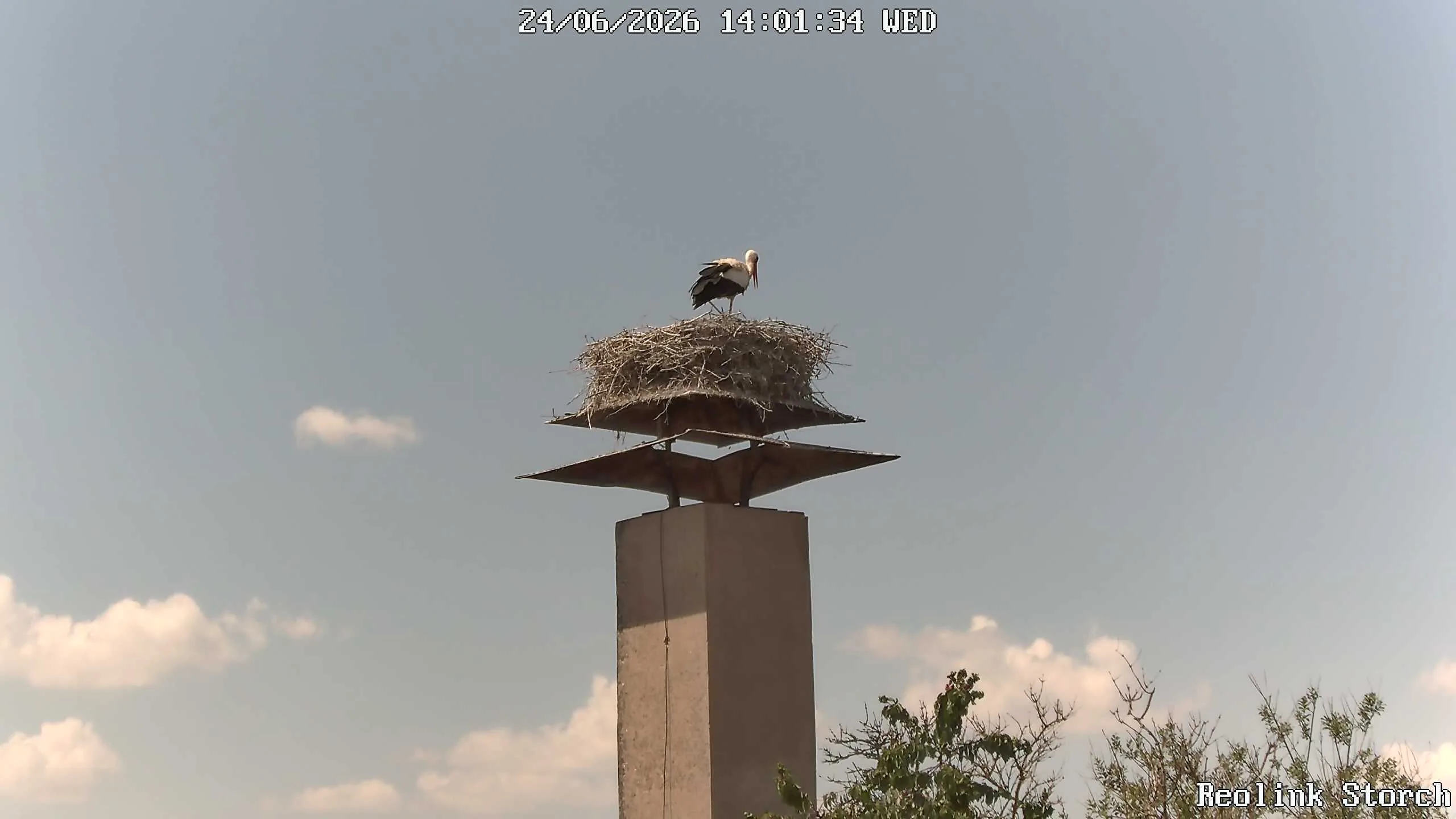 Storchencam Bild