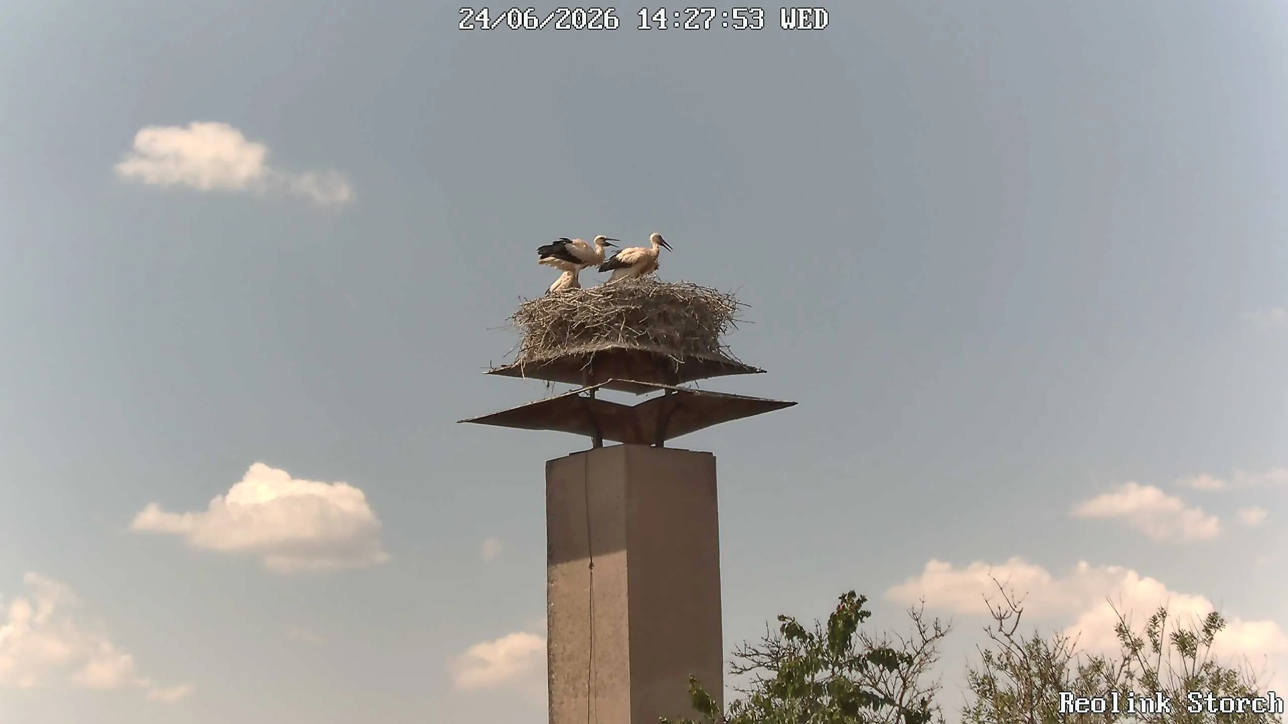 Storchencam Bild