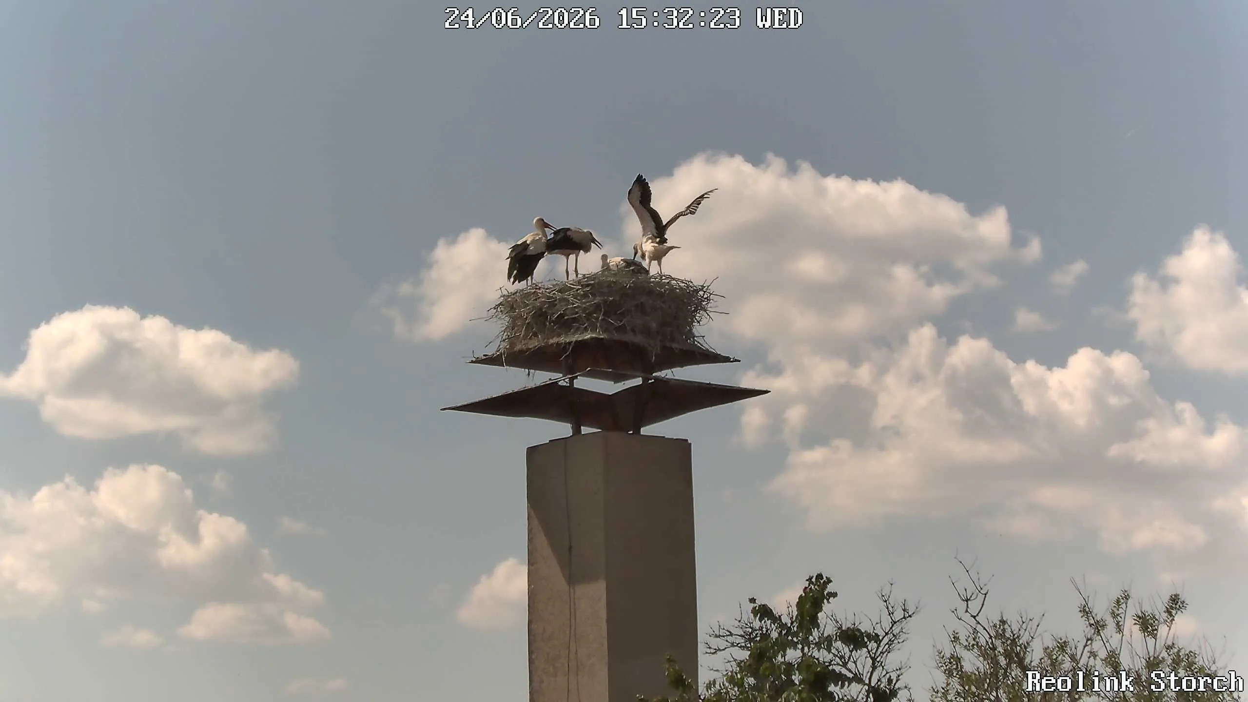 Storchencam Bild