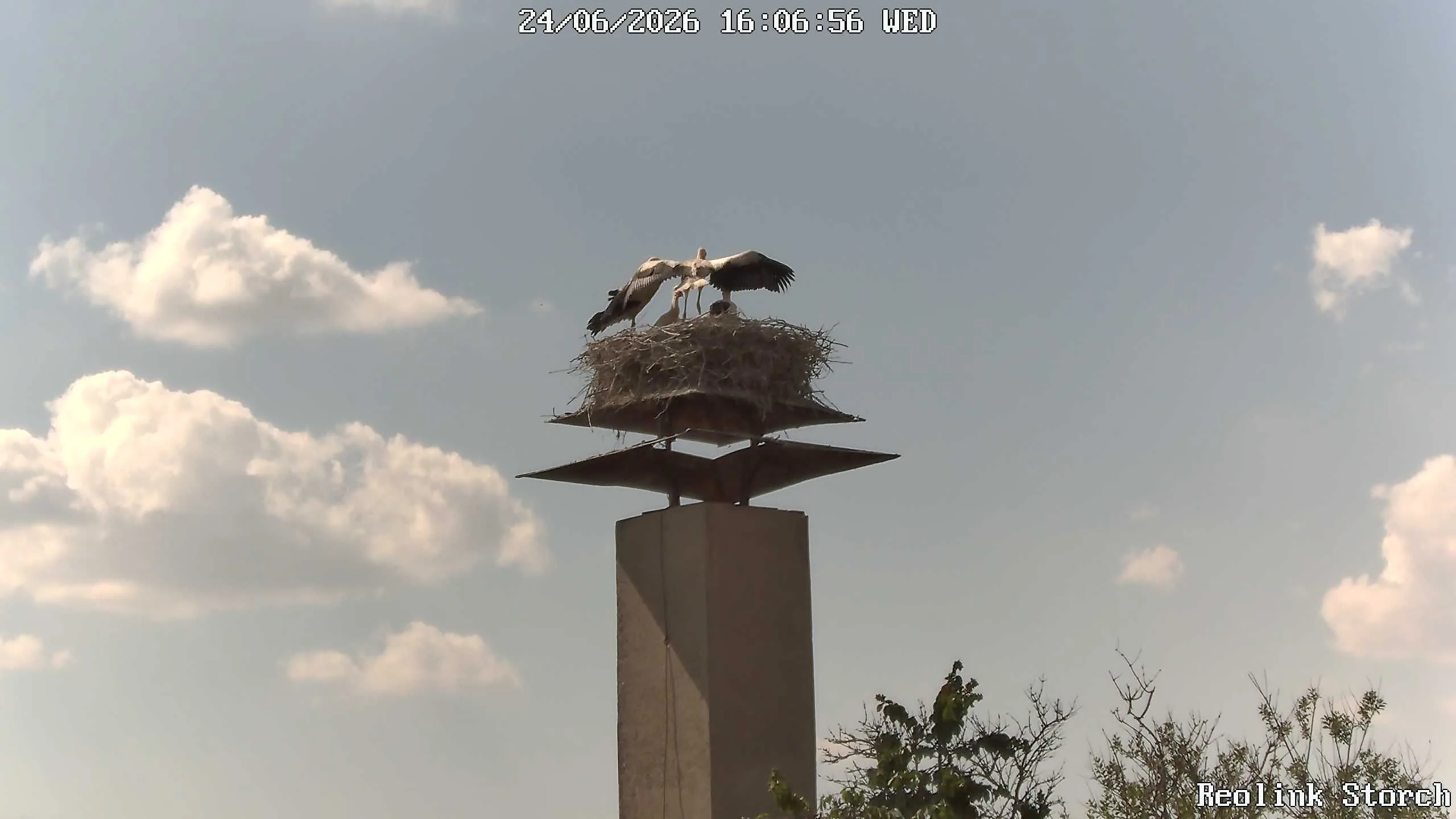 Storchencam Bild