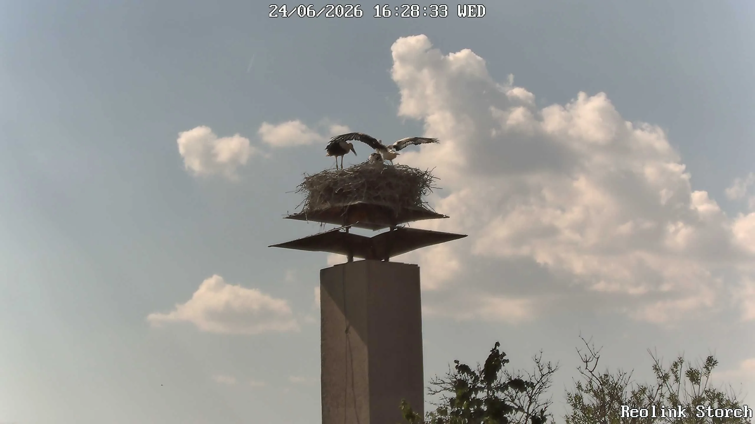 Storchencam Bild
