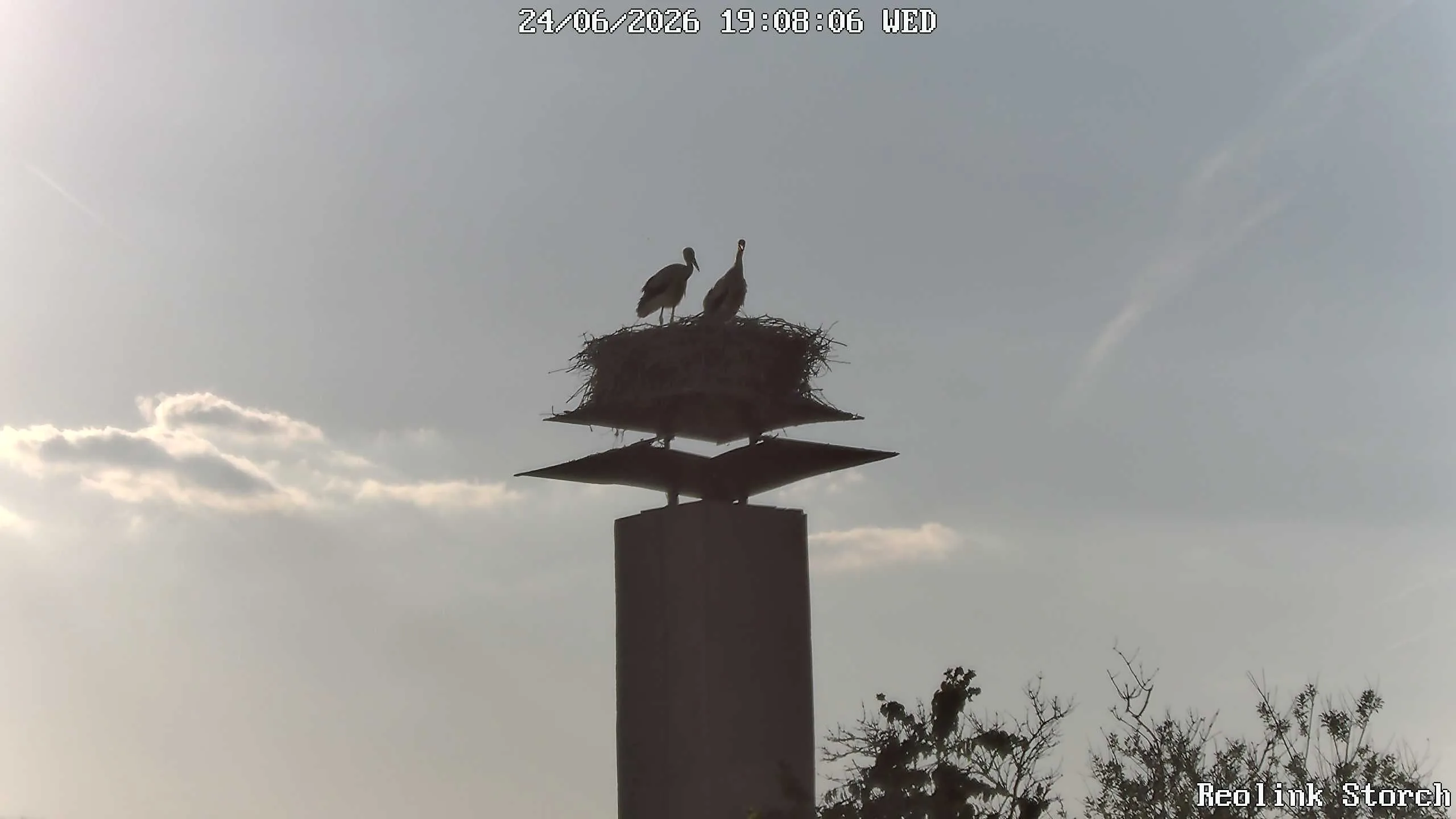 Storchencam Bild