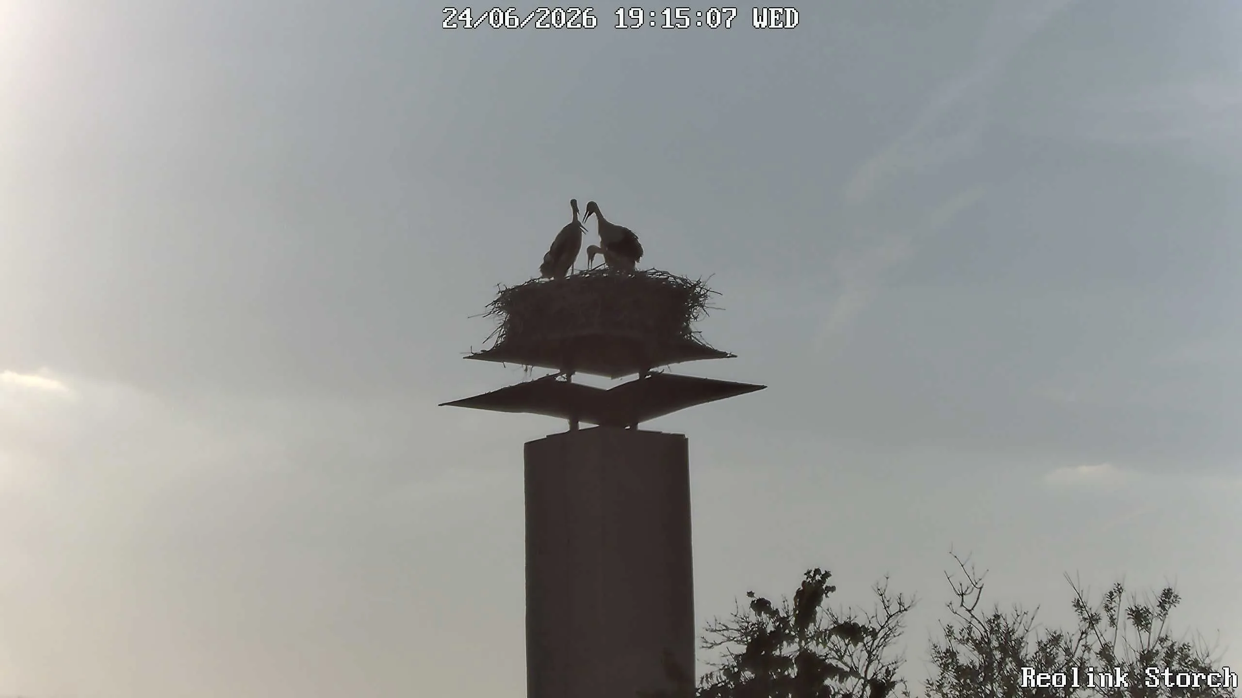 Storchencam Bild