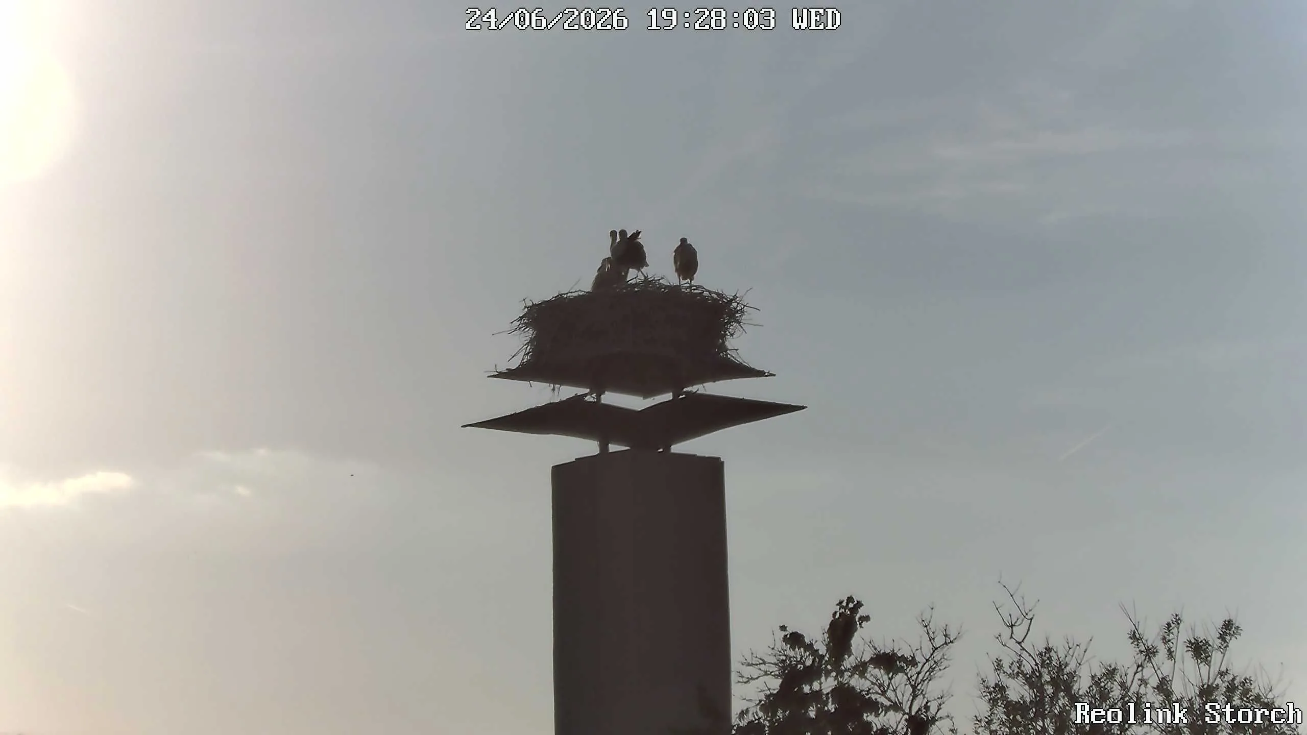 Storchencam Bild