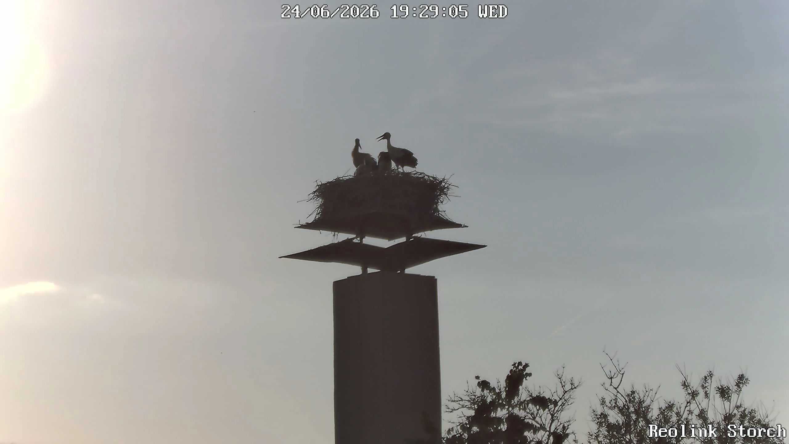 Storchencam Bild