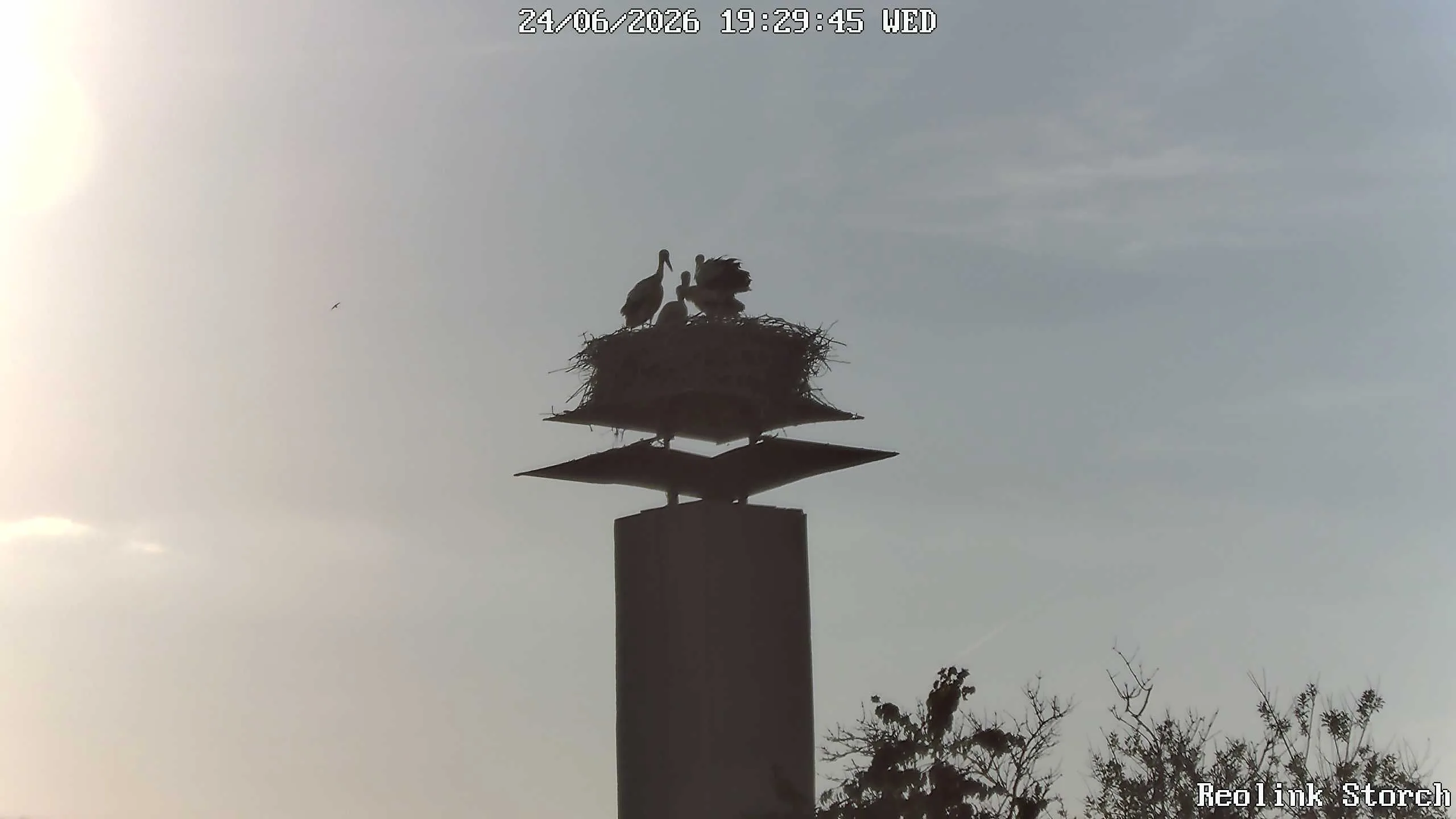 Storchencam Bild