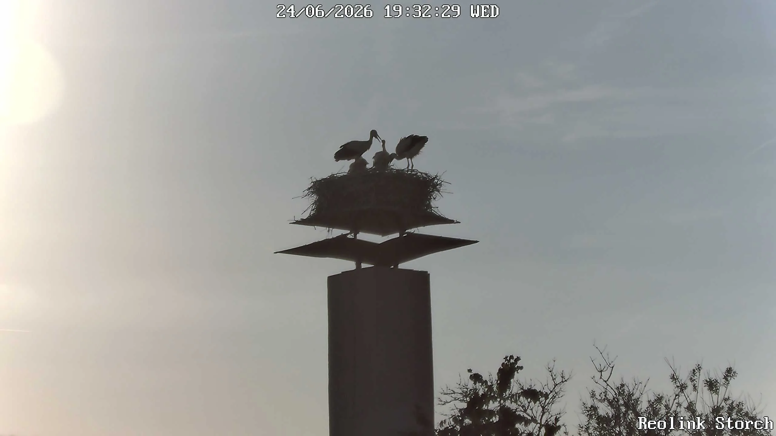 Storchencam Bild