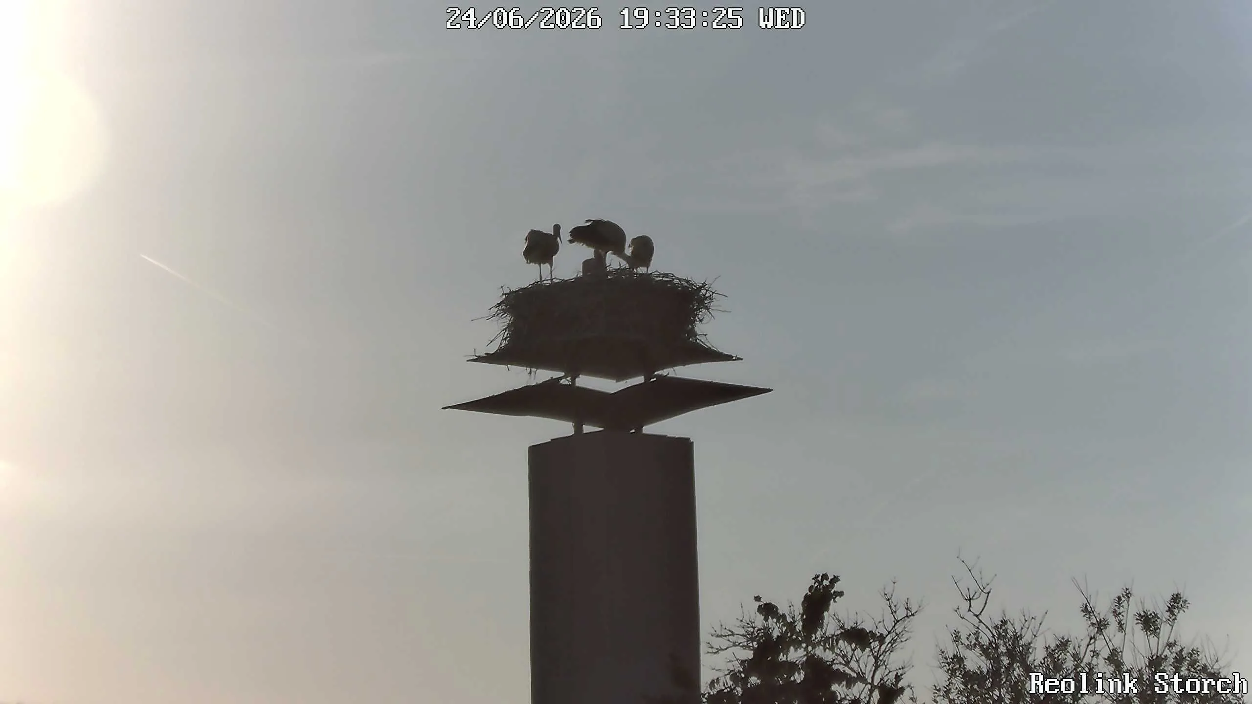 Storchencam Bild