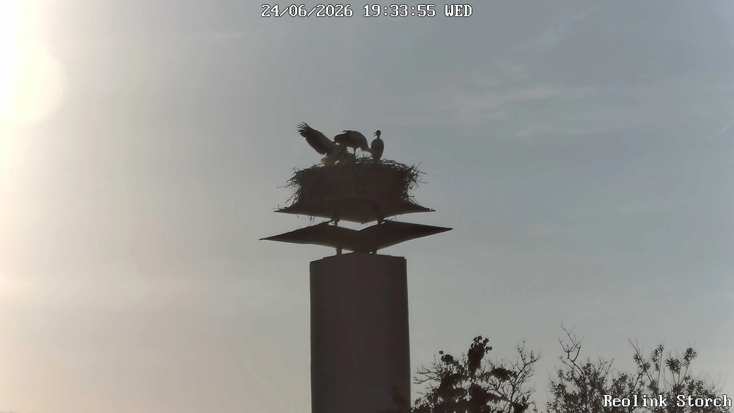 Storchencam Bild