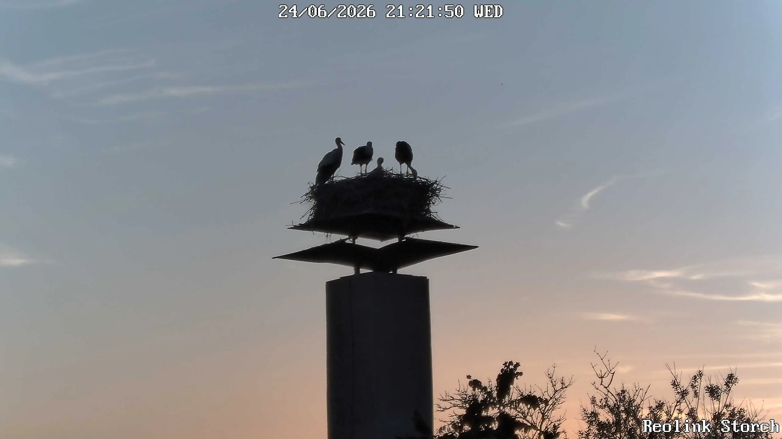 Storchencam Bild