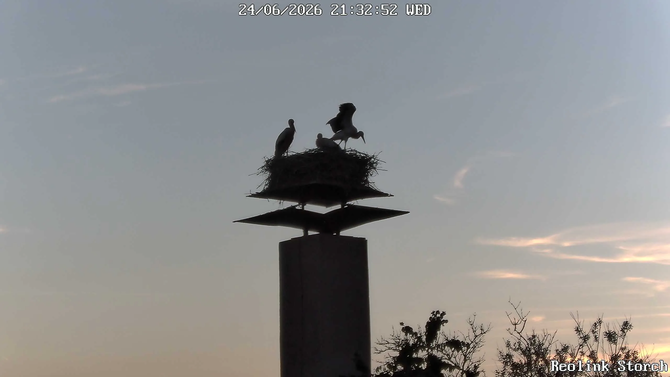 Storchencam Bild