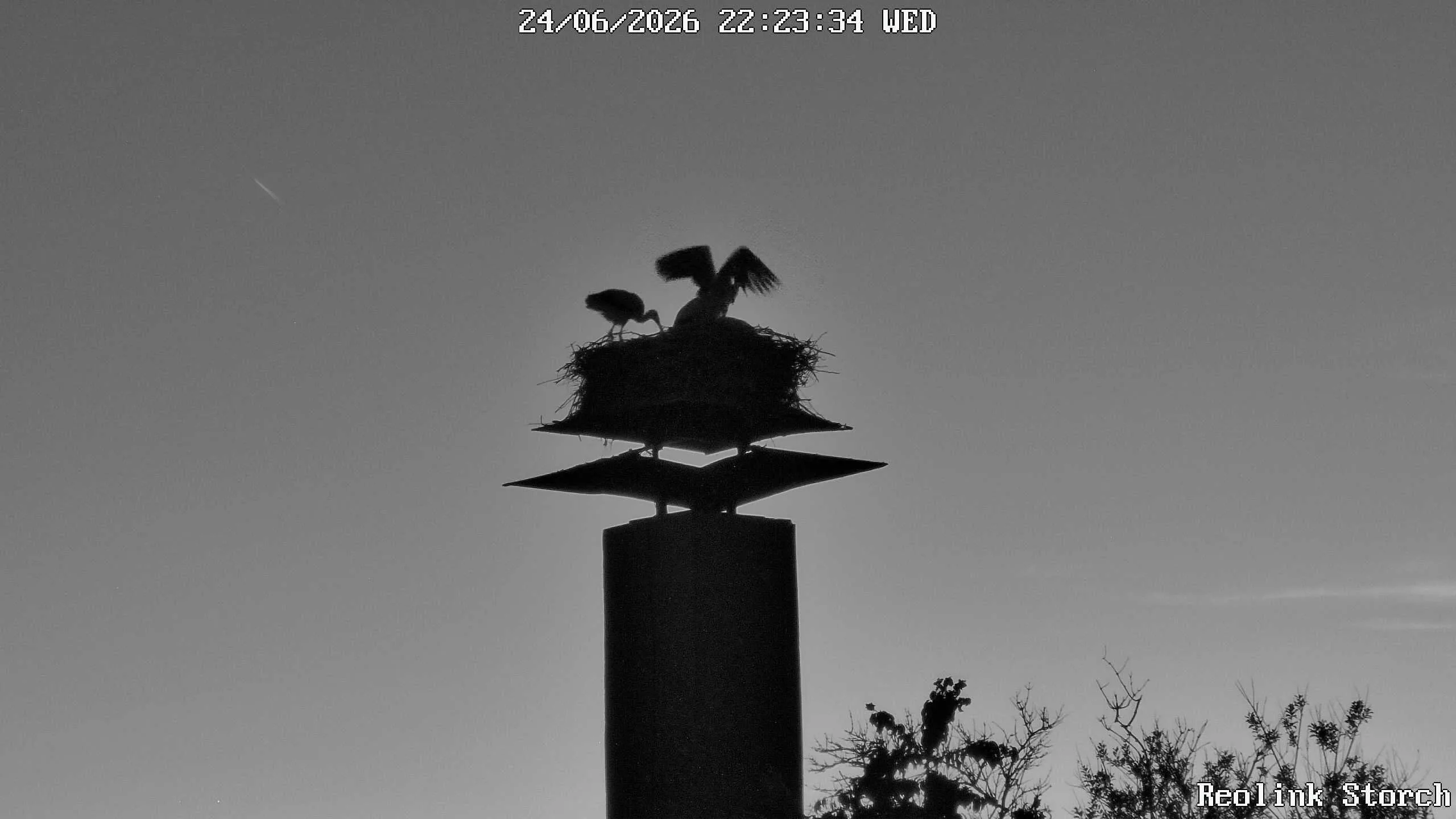 Storchencam Bild