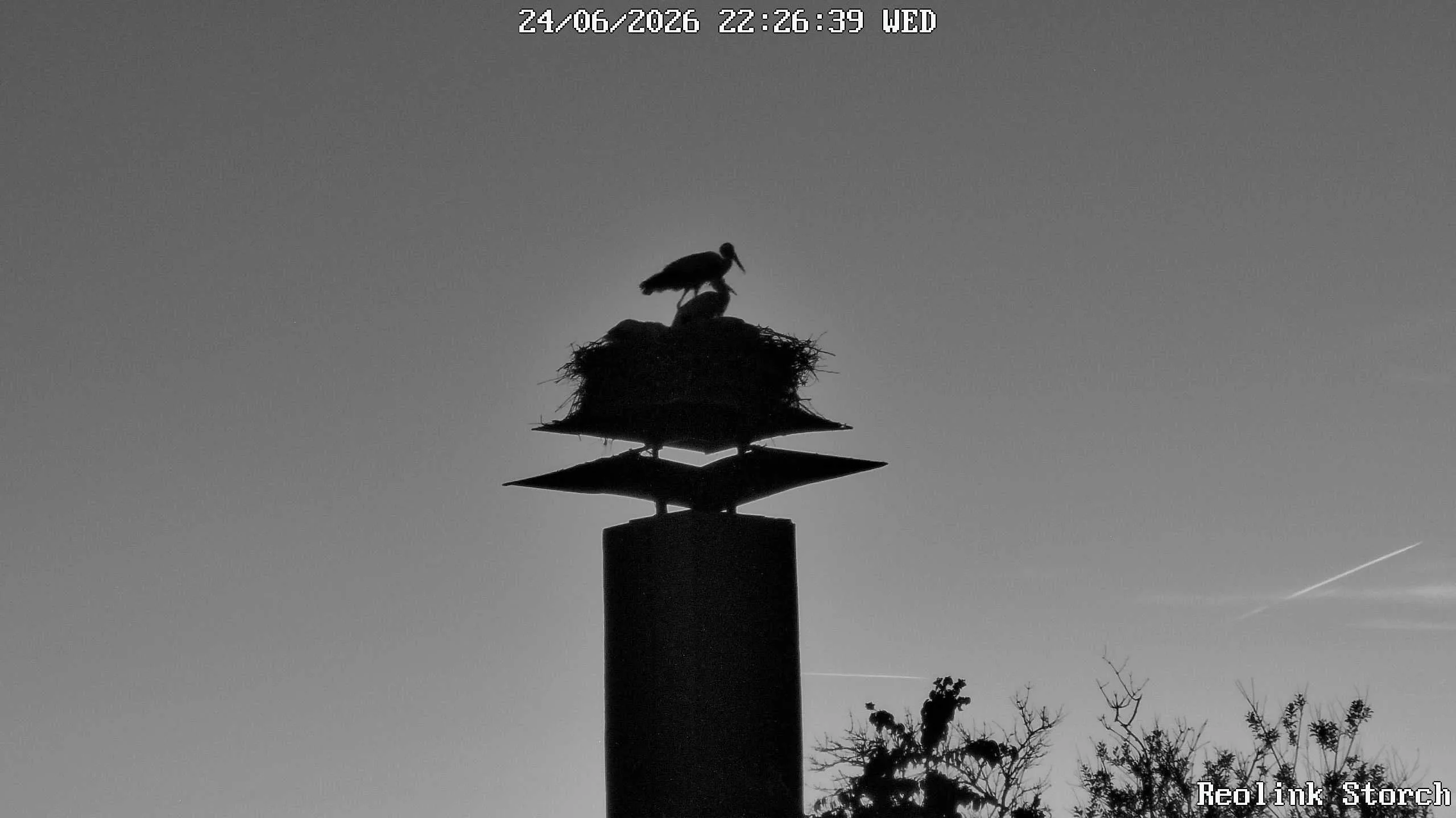 Storchencam Bild