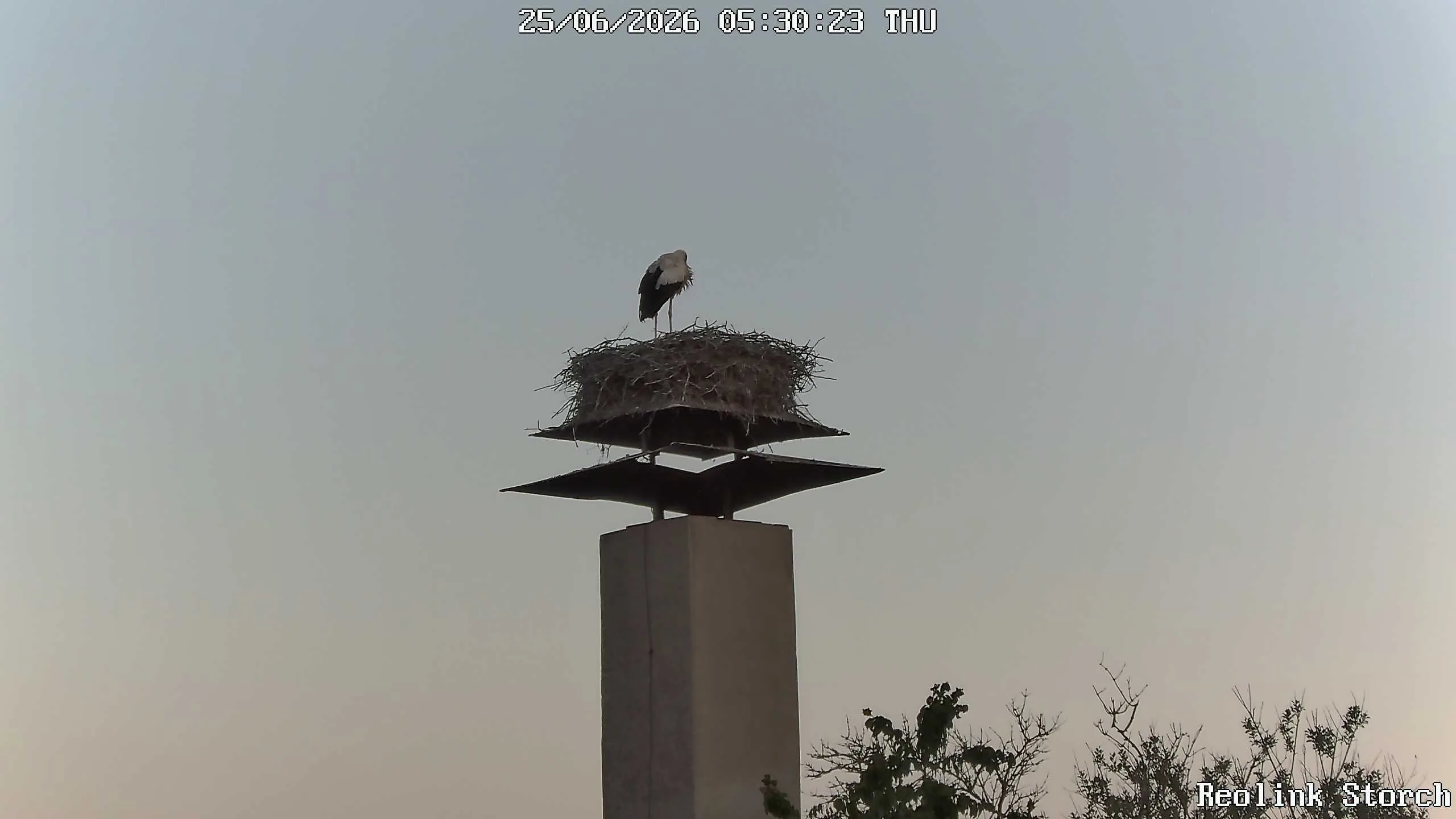 Storchencam Bild