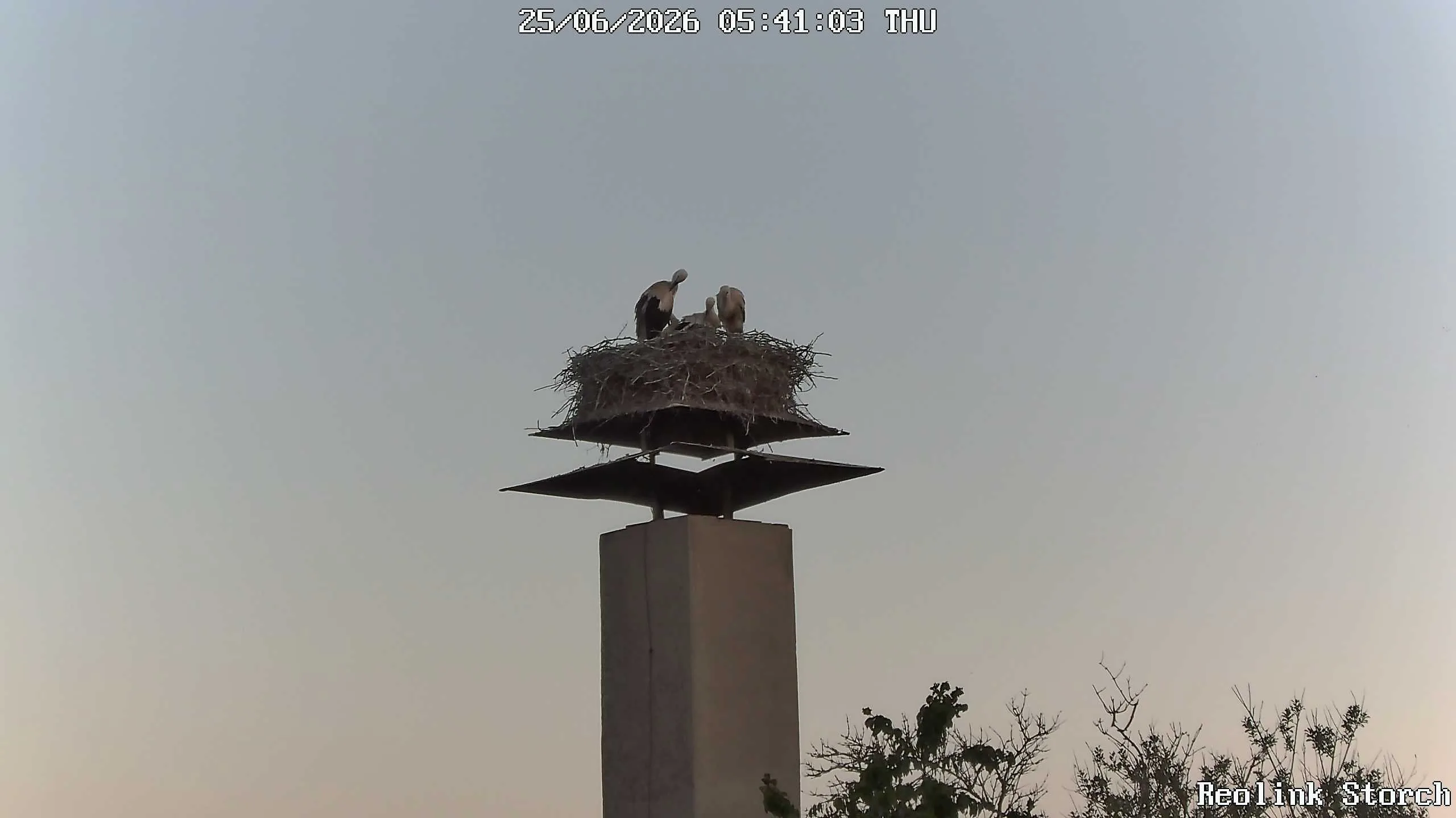 Storchencam Bild