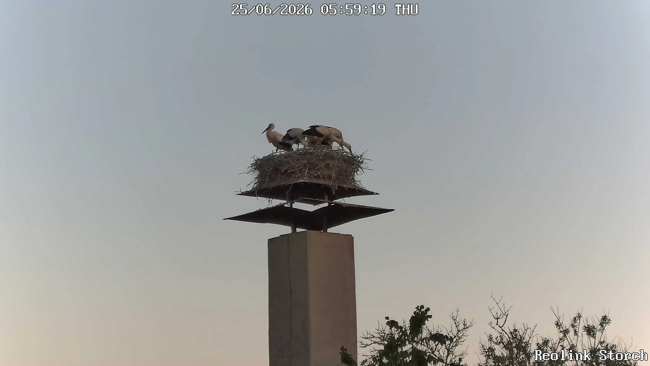 Storchencam Bild