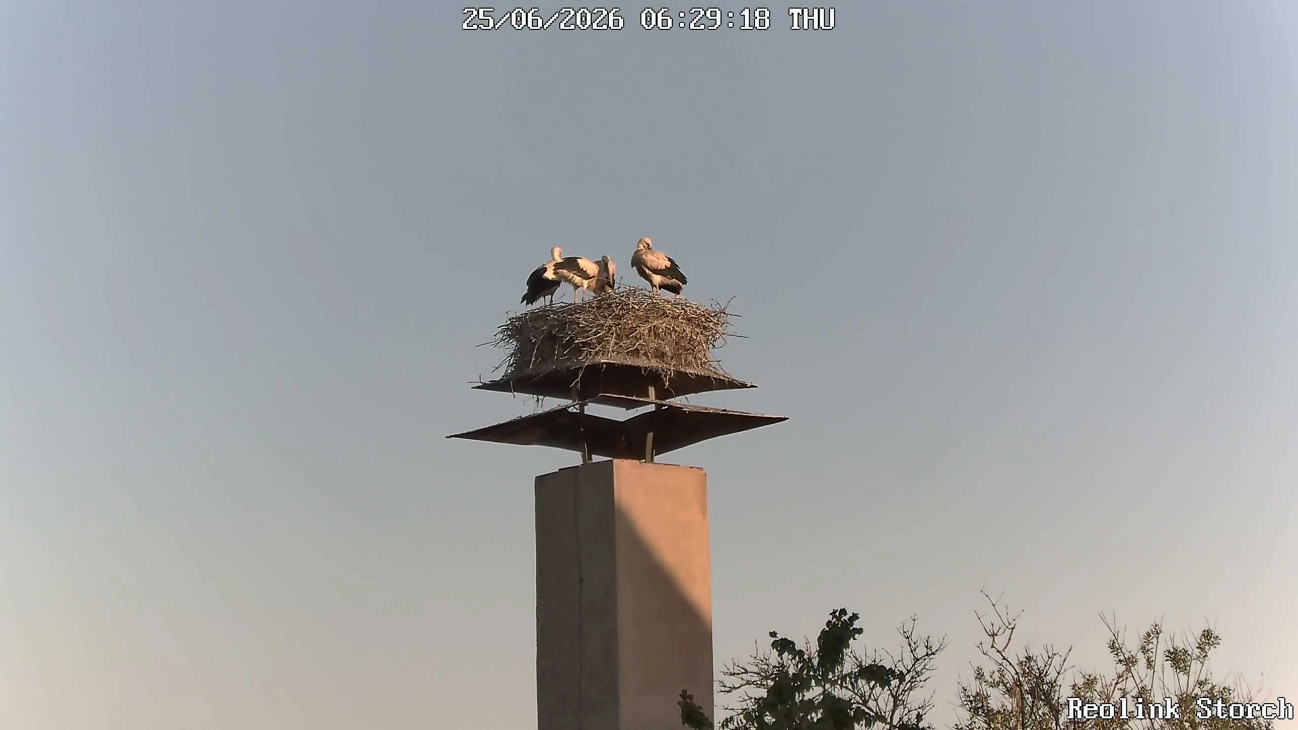 Storchencam Bild