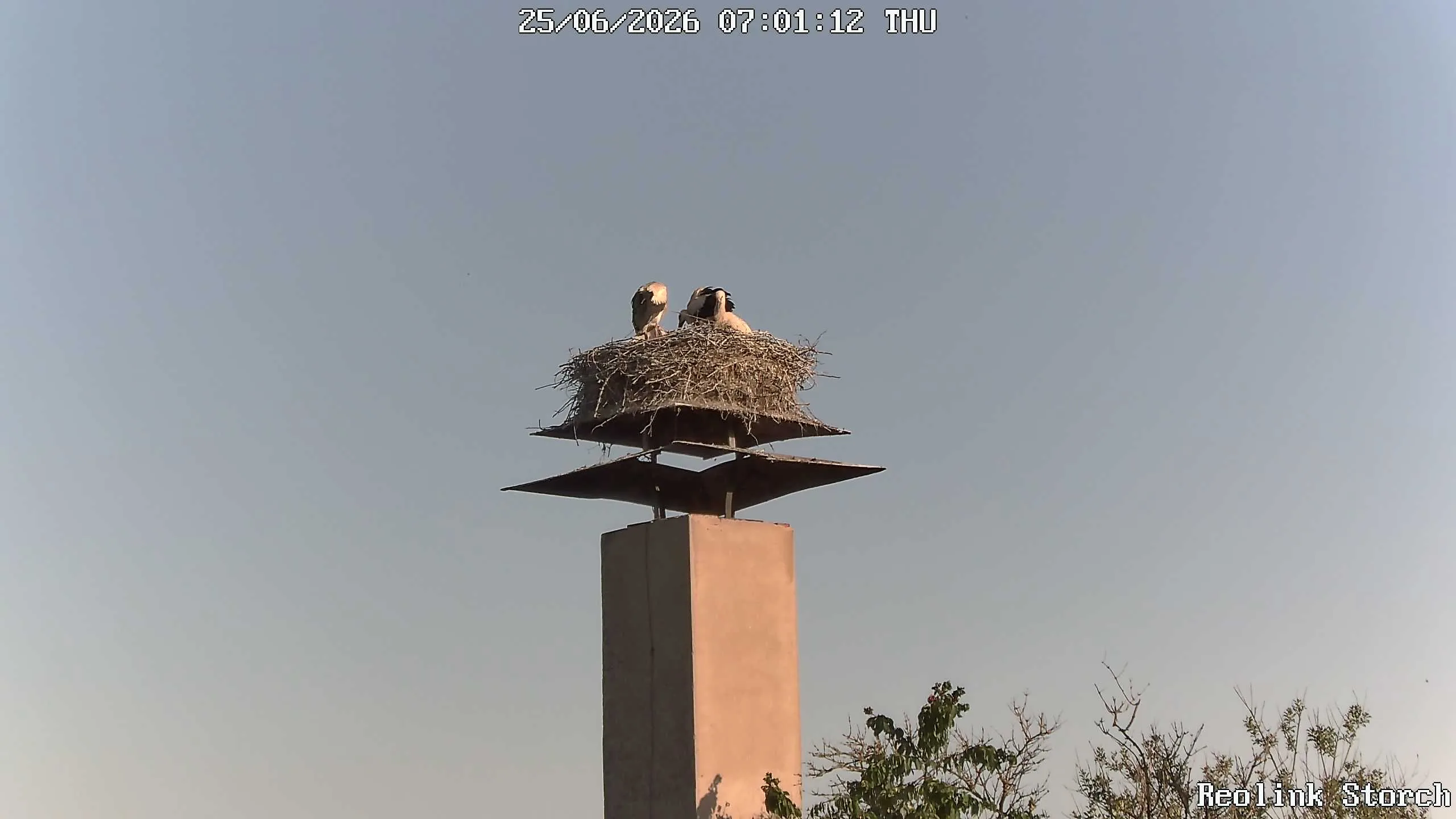 Storchencam Bild