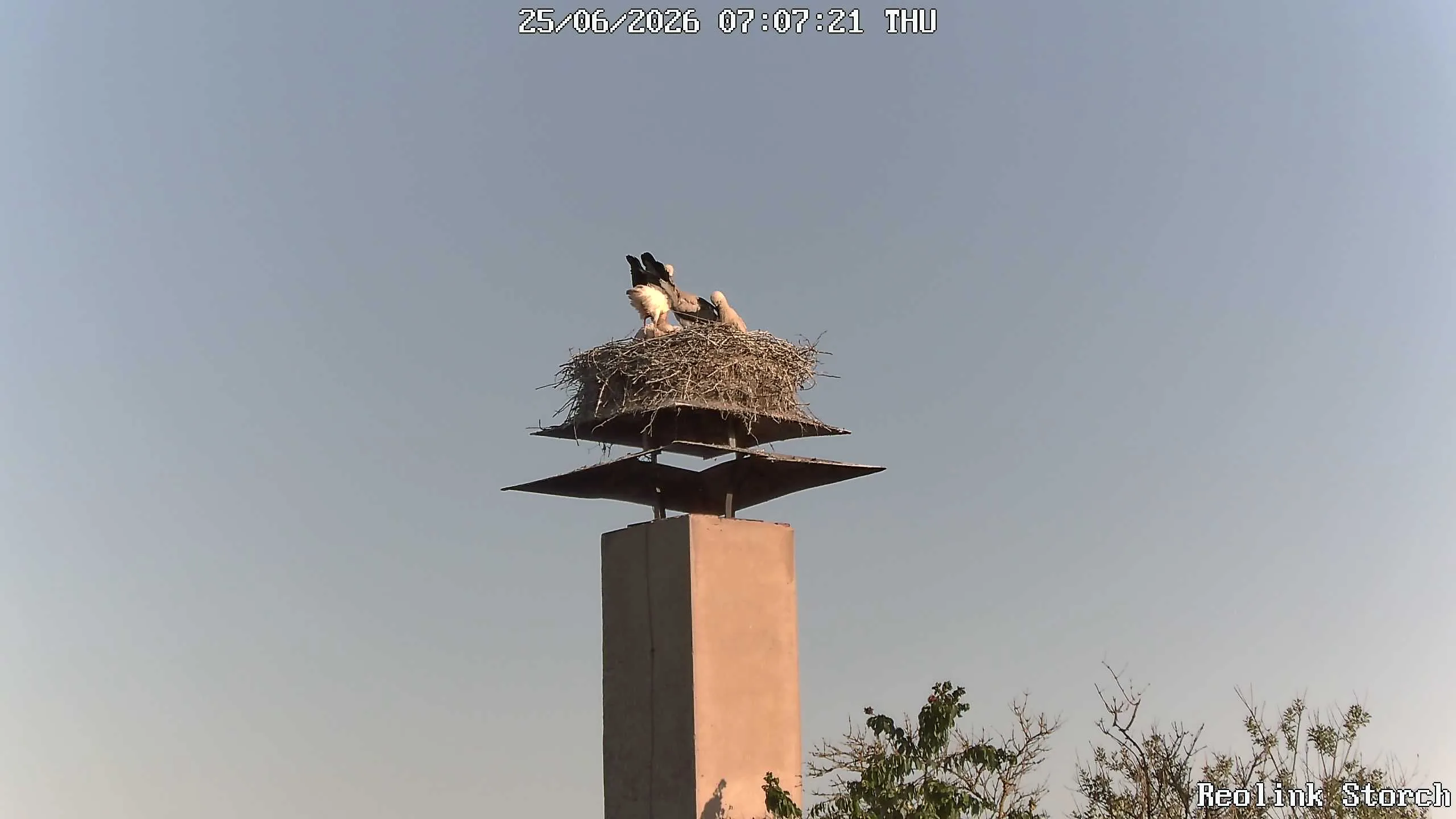 Storchencam Bild