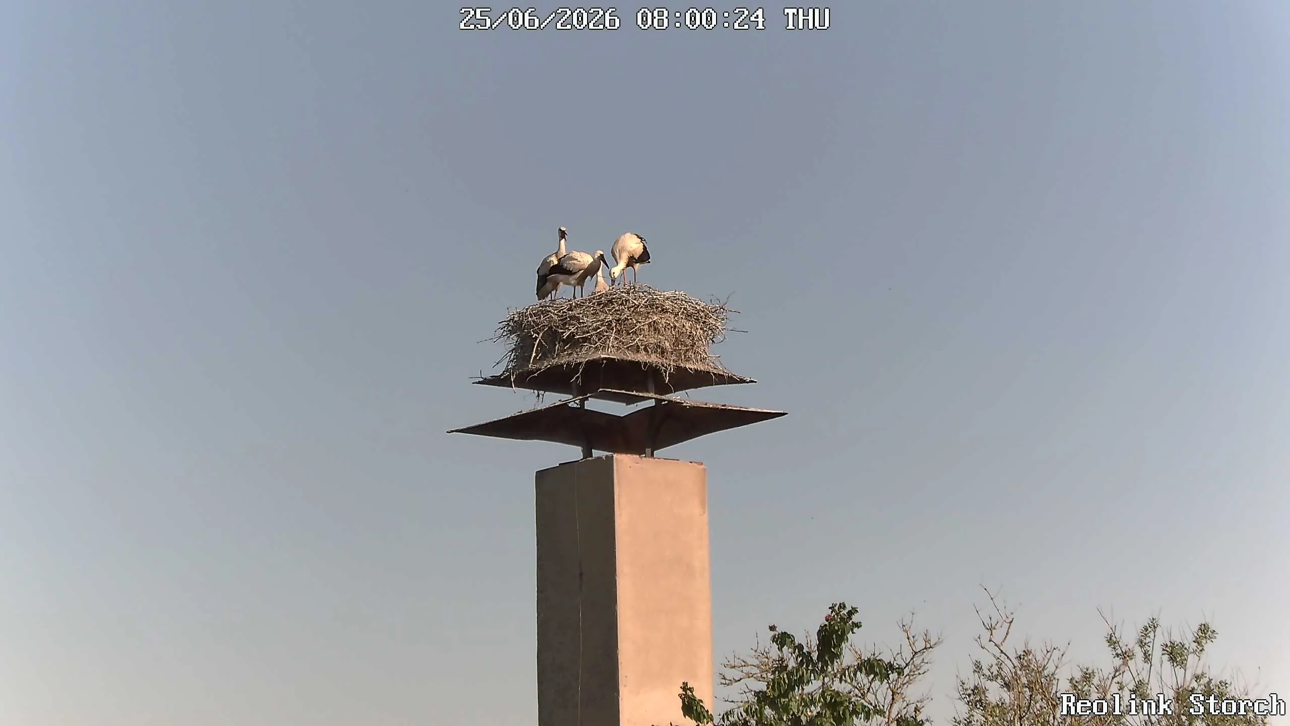 Storchencam Bild