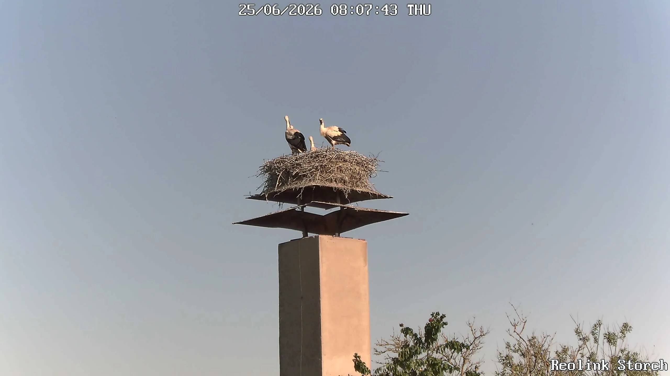 Storchencam Bild
