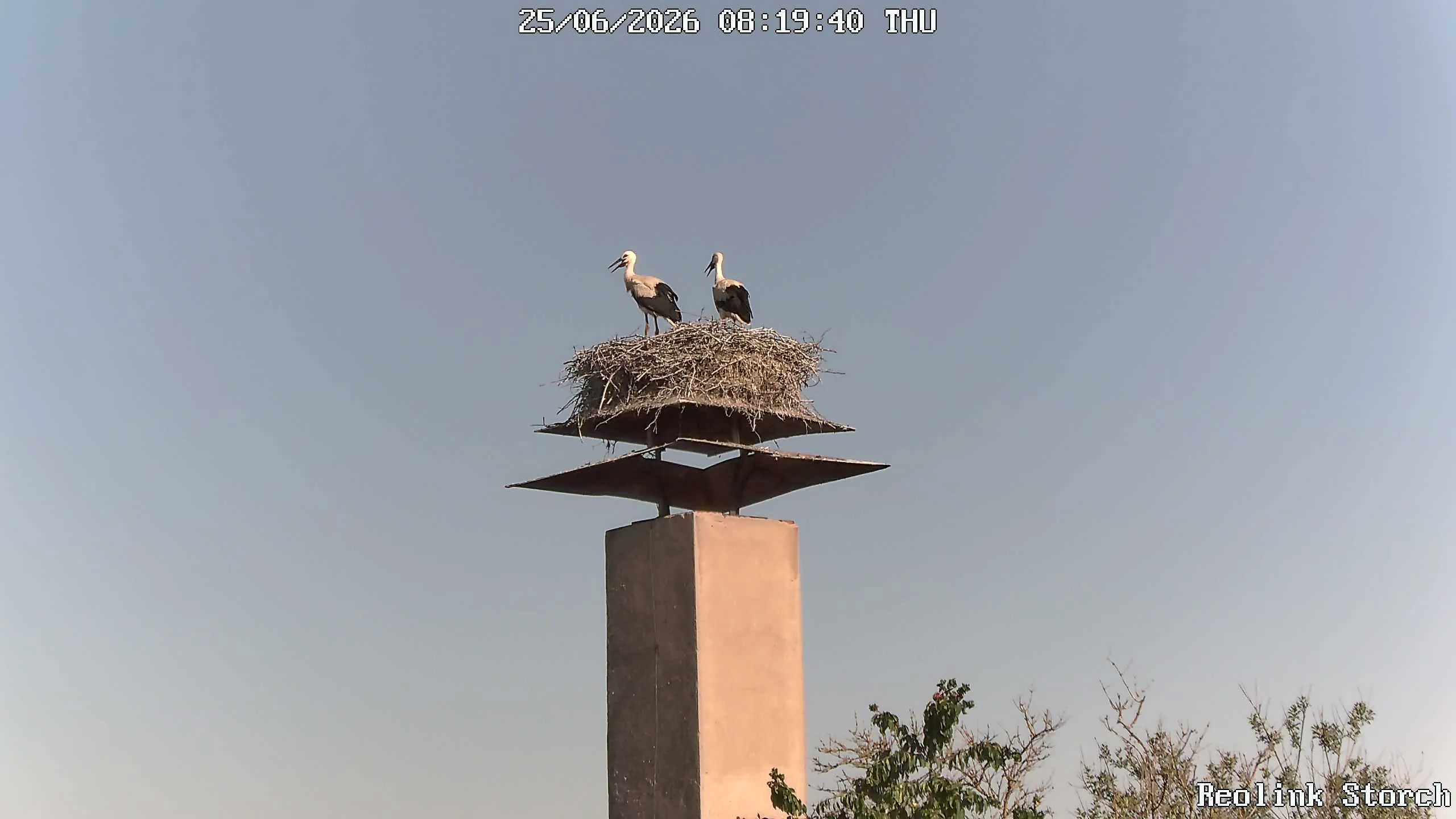 Storchencam Bild