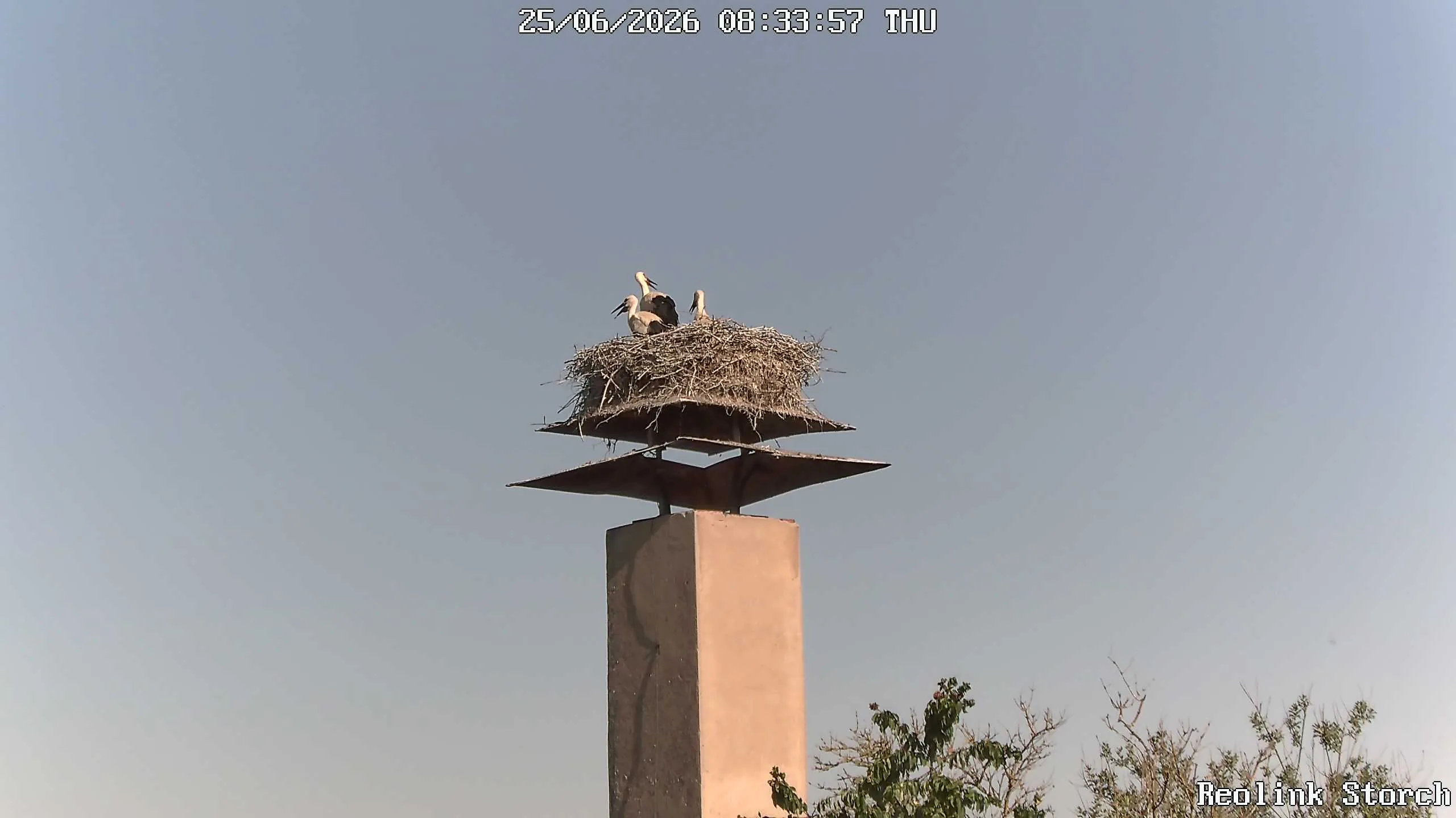 Storchencam Bild