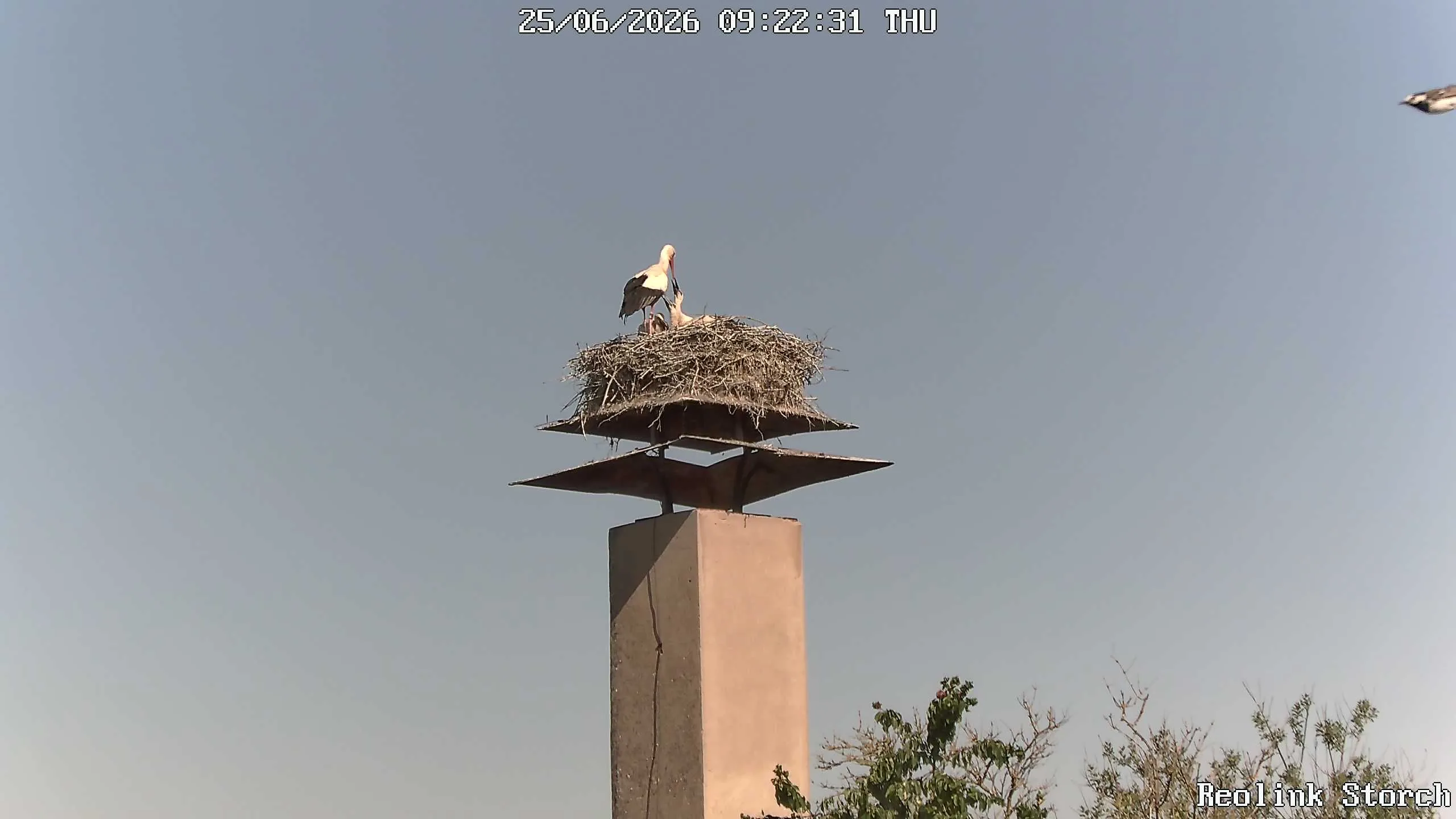 Storchencam Bild