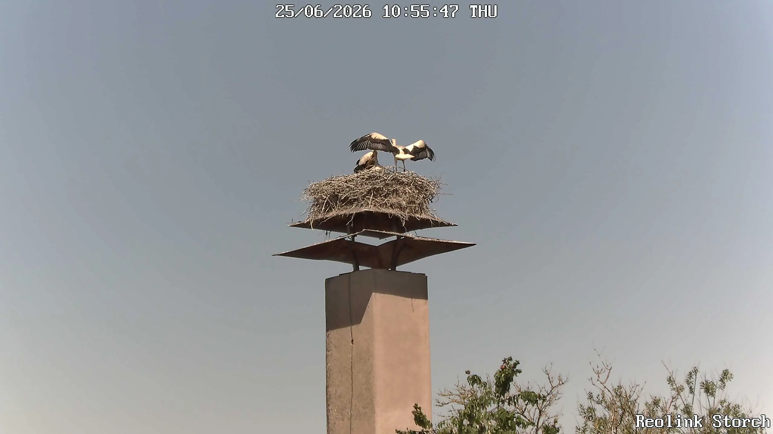 Storchencam Bild