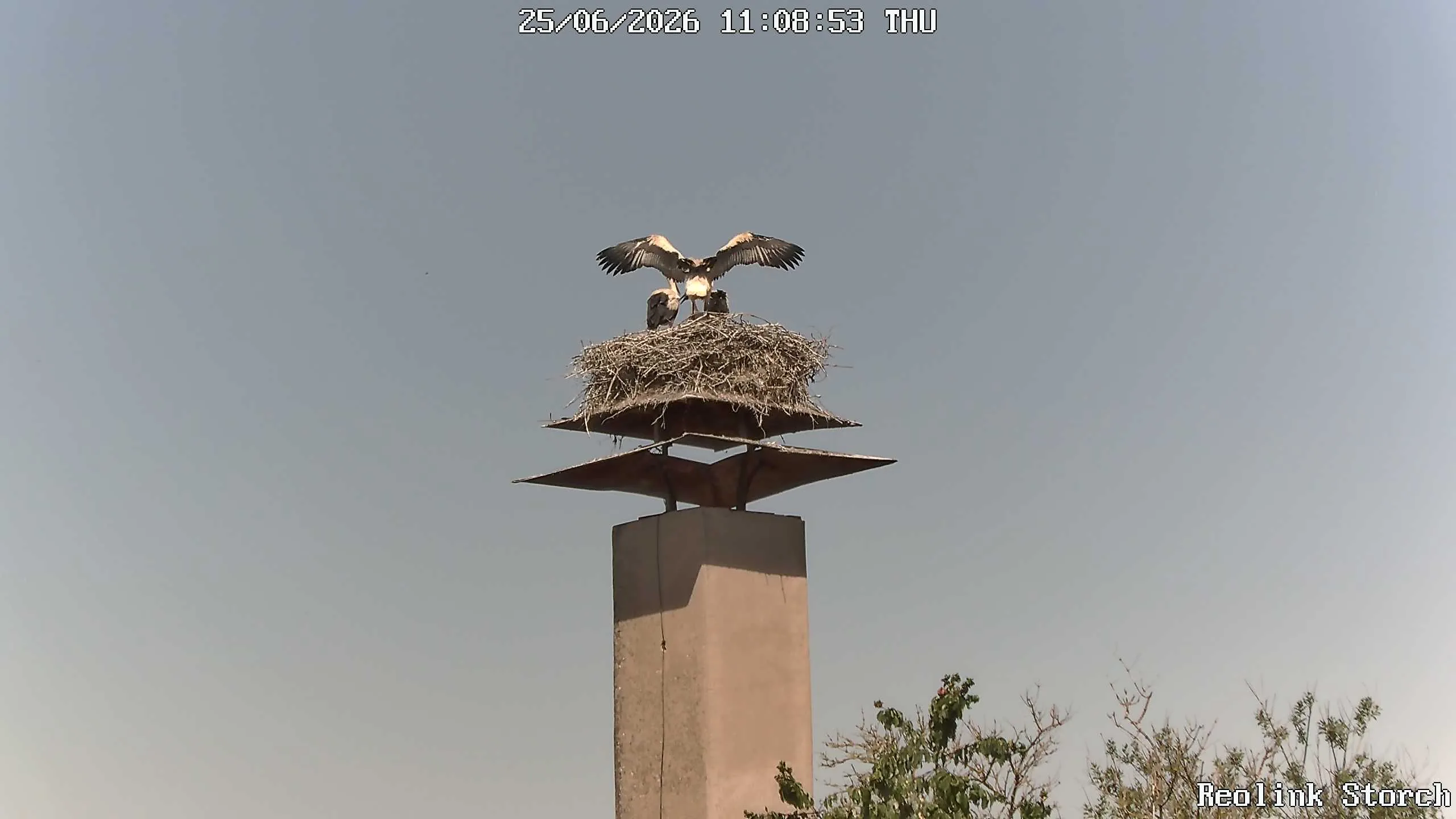 Storchencam Bild