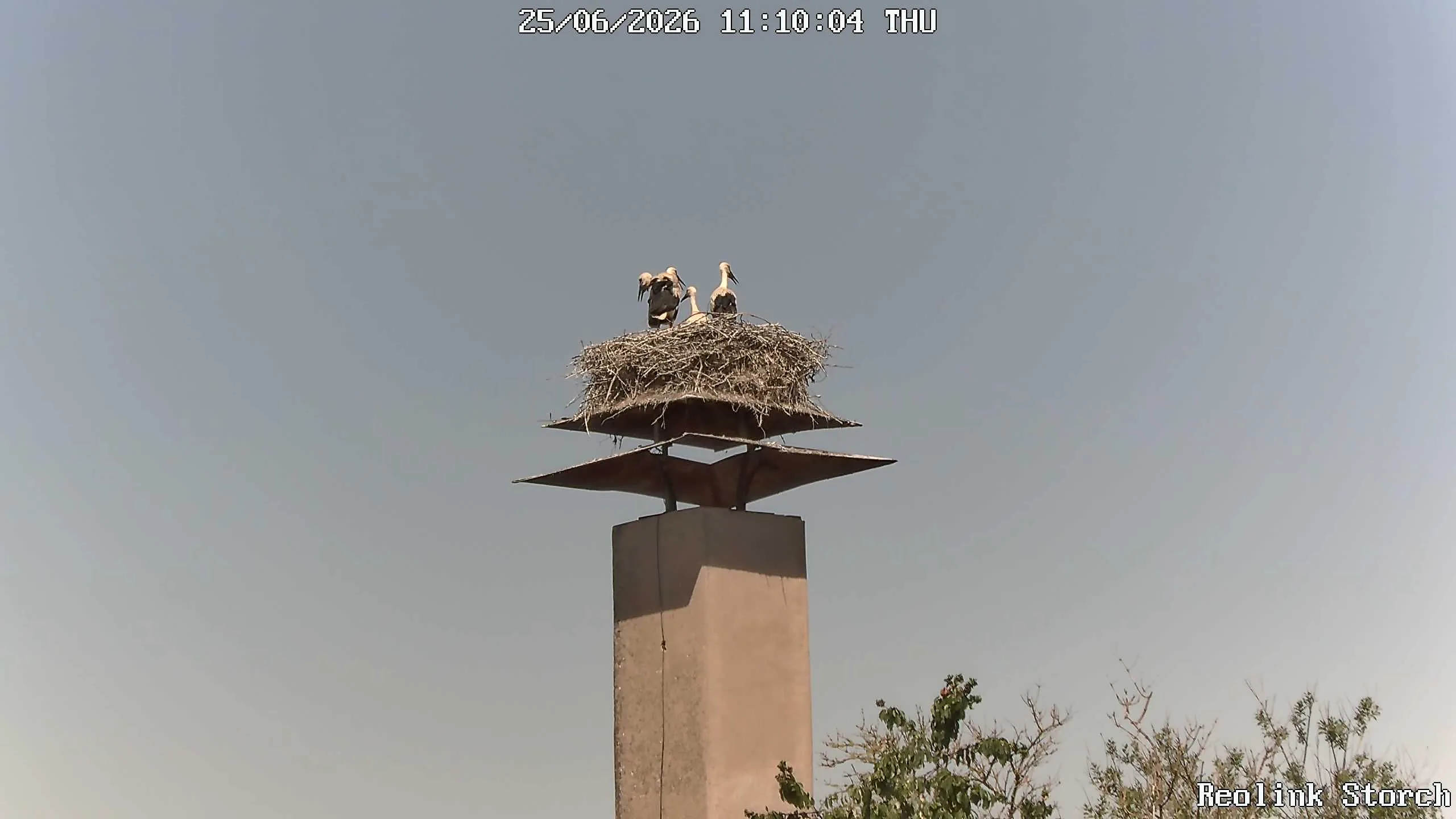 Storchencam Bild