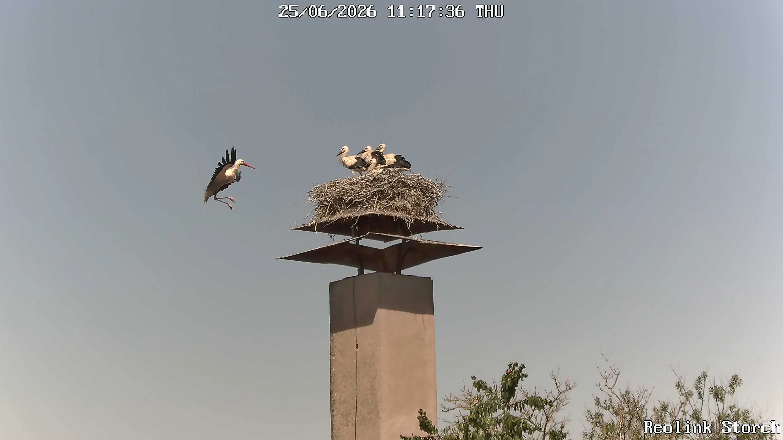 Storchencam Bild