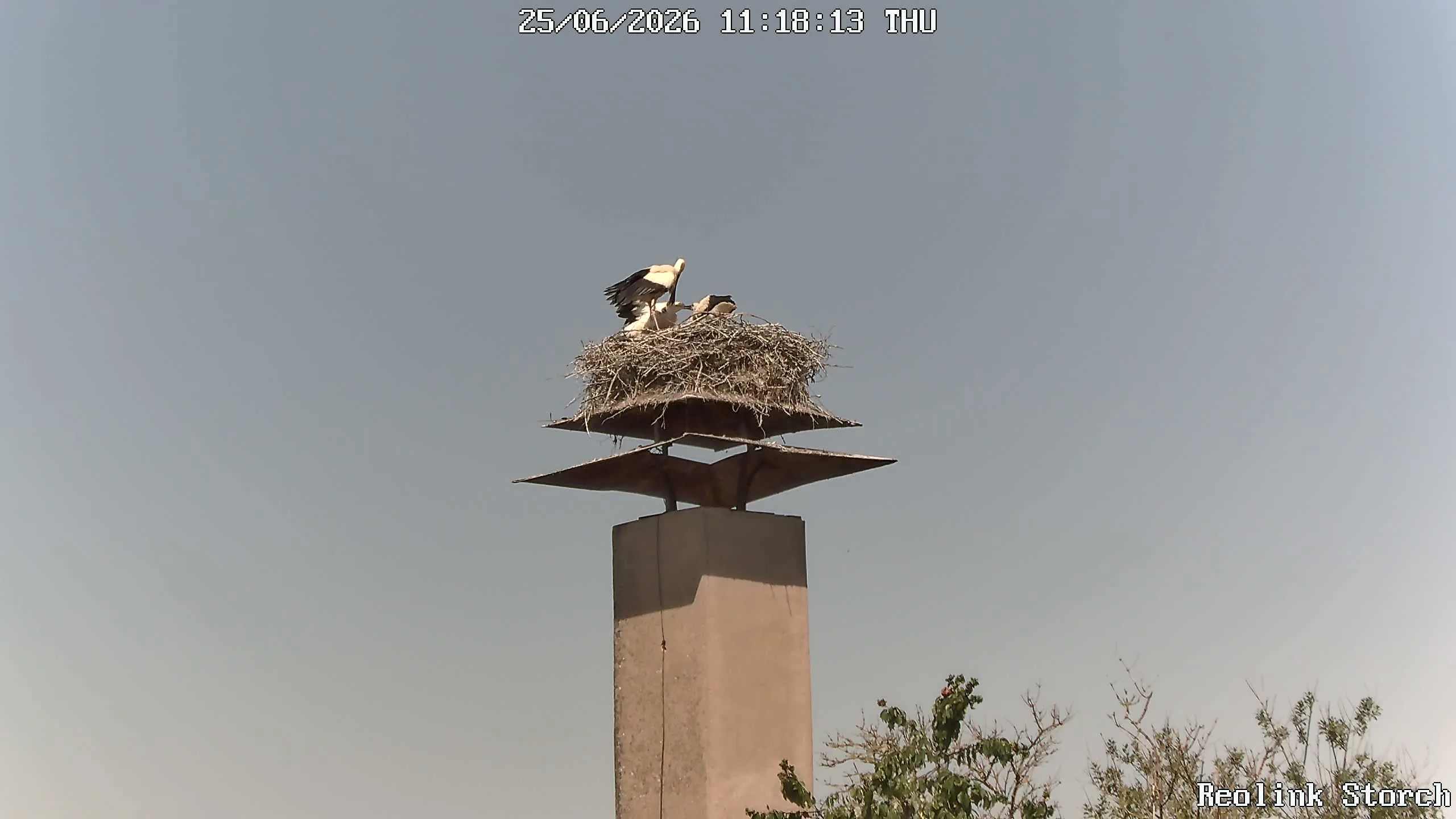 Storchencam Bild